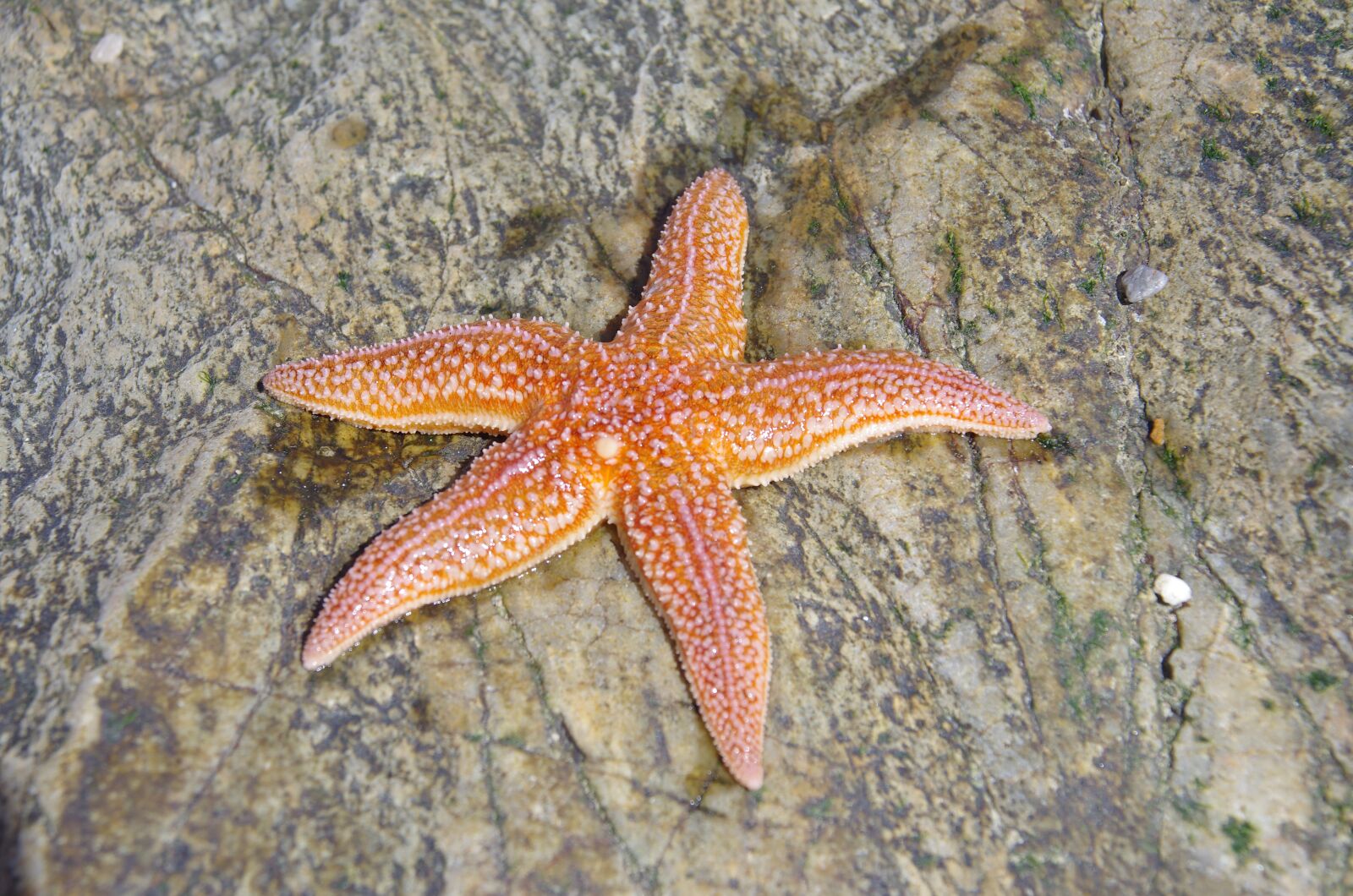 Pentax K-5 sample photo. Star, sea, beach photography