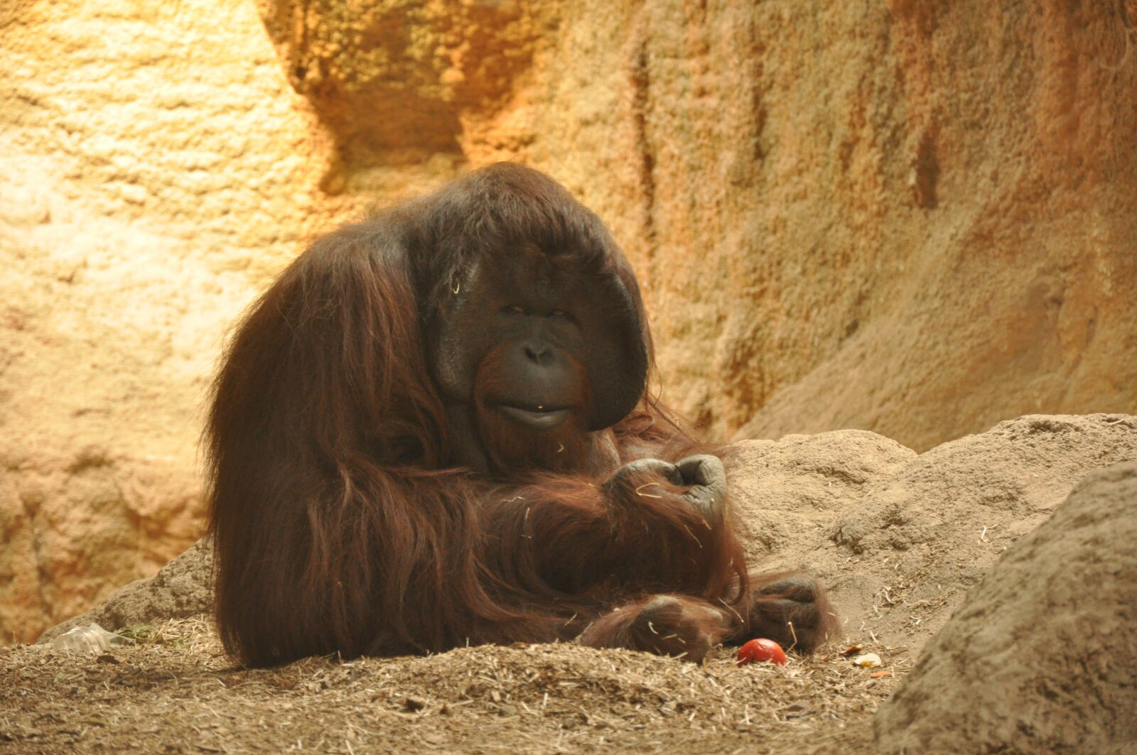 Nikon D90 sample photo. Gorilla, zoo, monkey photography