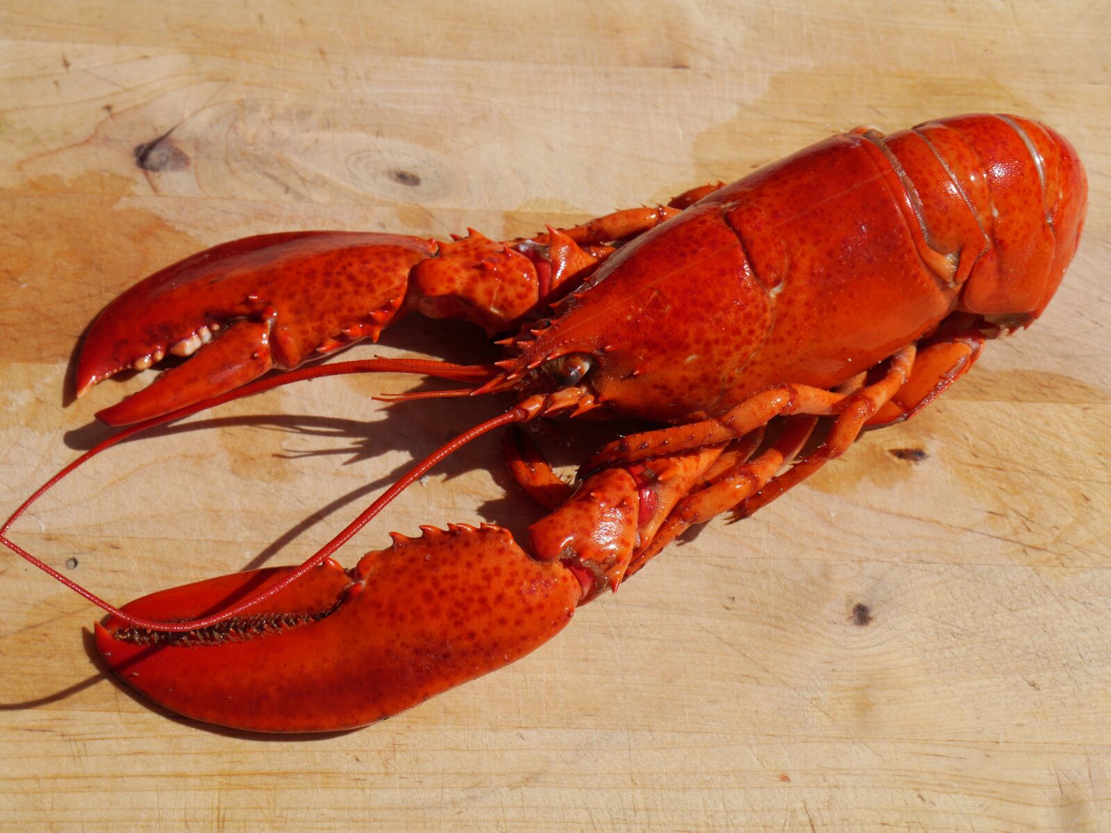 Panasonic Lumix DMC-GH3 sample photo. Lobster, cook, food photography