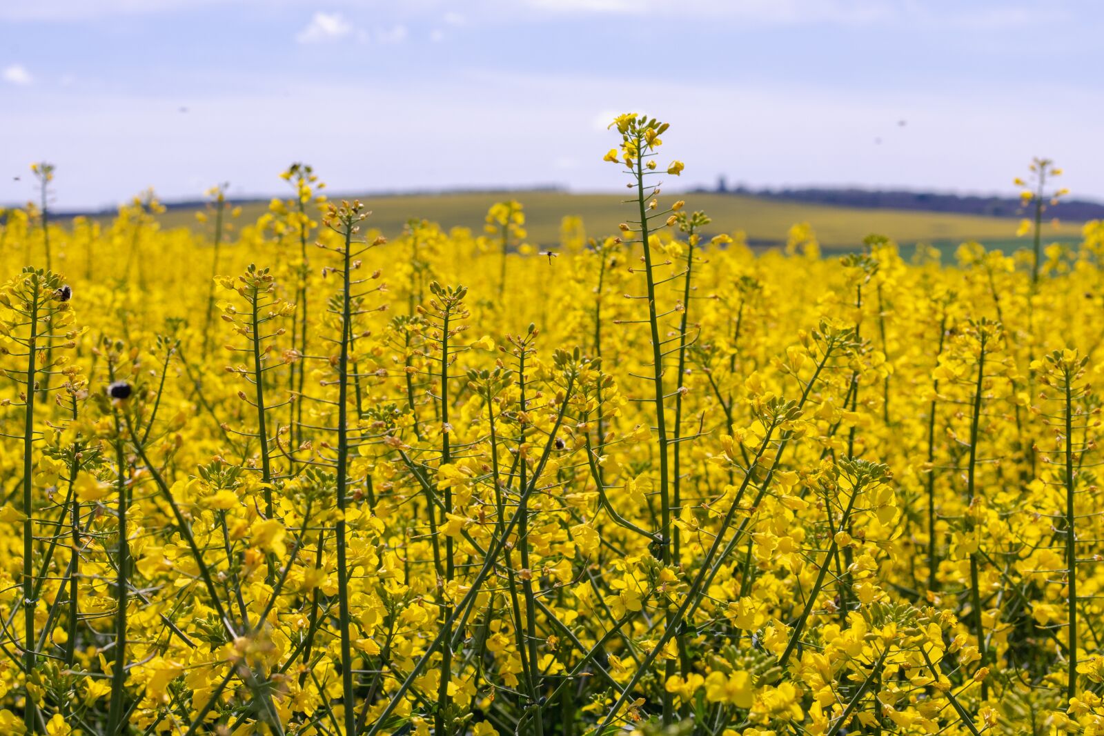 Canon EOS 750D (EOS Rebel T6i / EOS Kiss X8i) sample photo. Agriculture, background, beautiful photography