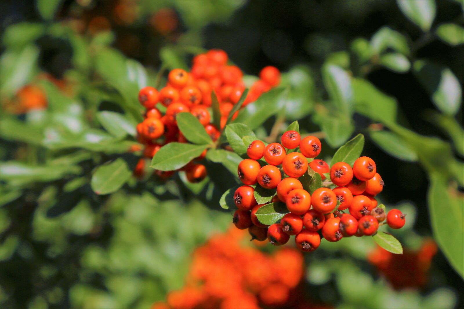 Canon EF 24-105mm F4L IS USM sample photo. Autumn, plant, fruit photography