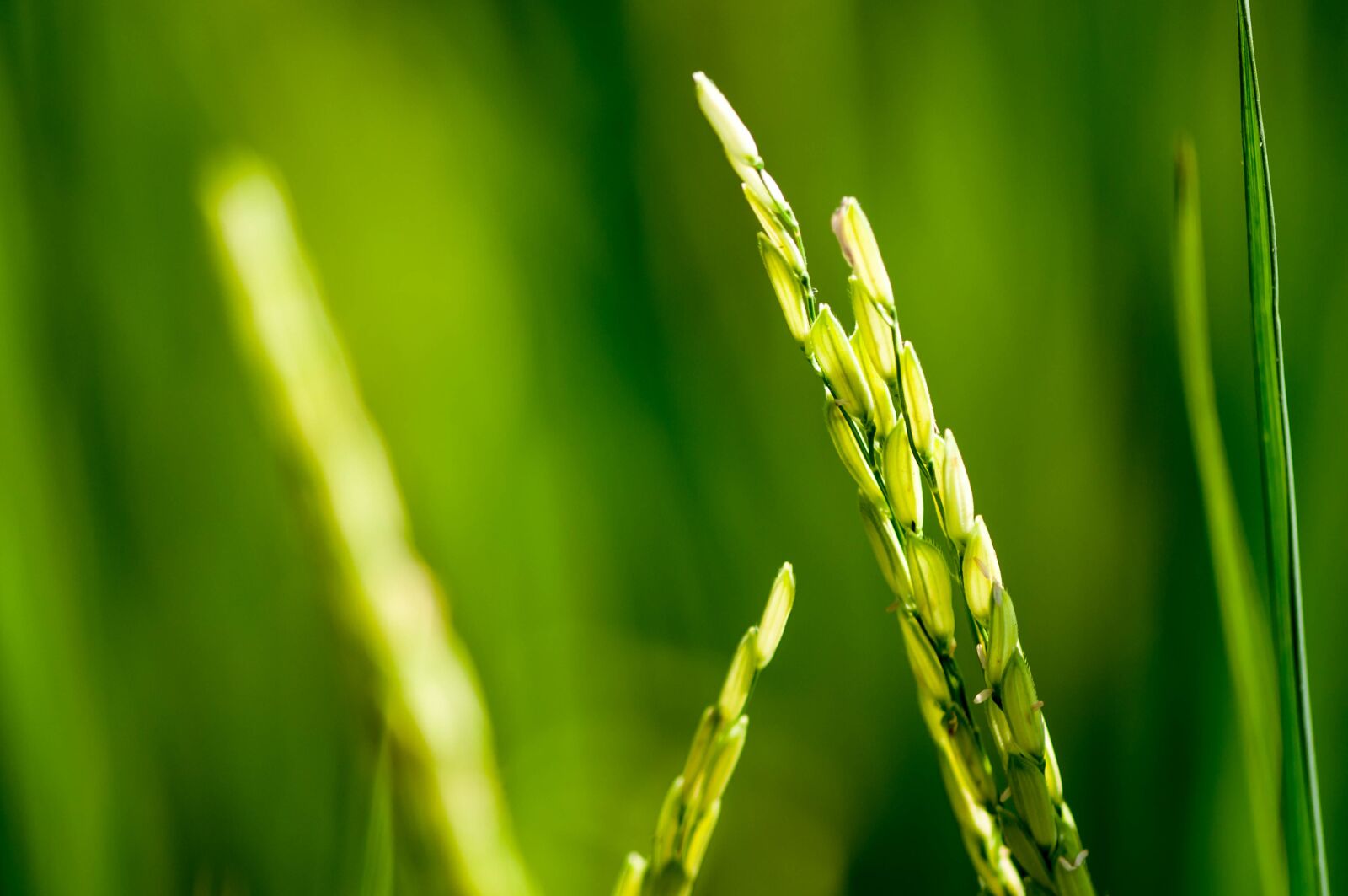 Nikon D5000 sample photo. Rice, field, vietnam photography