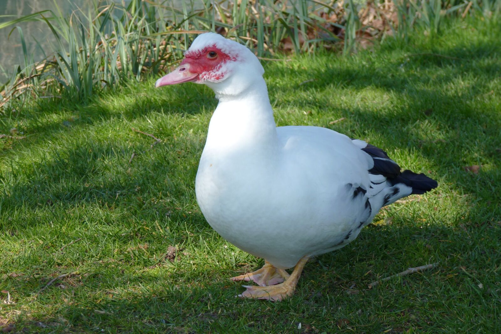 Panasonic Lumix DMC-FZ35 (Lumix DMC-FZ38) sample photo. Duck, nature, animal photography