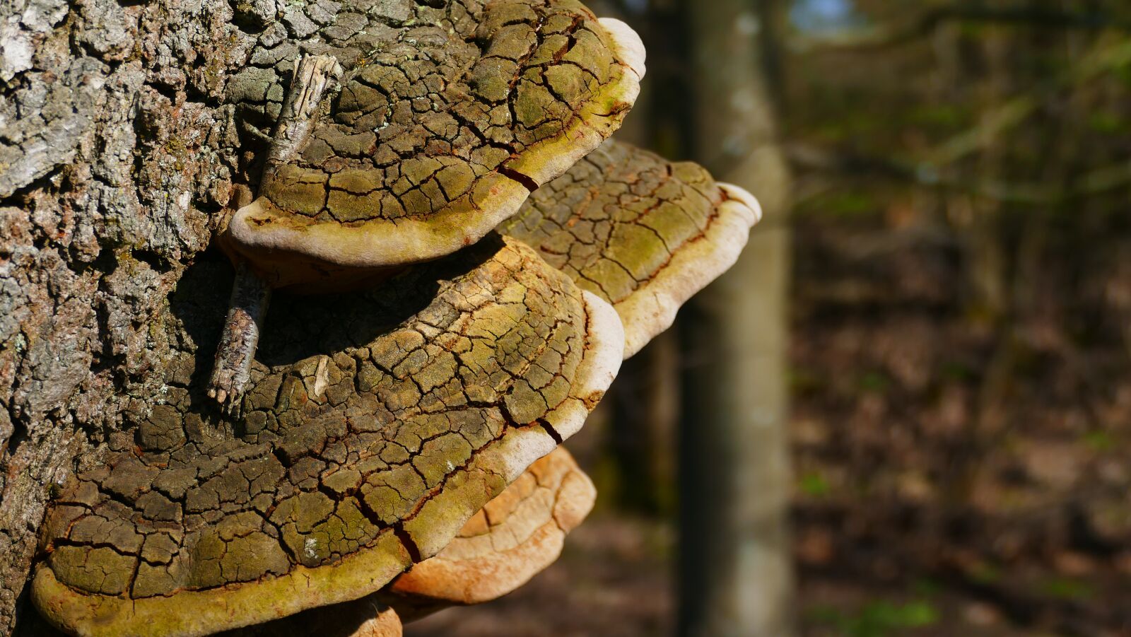 Panasonic Lumix DMC-FZ1000 sample photo. Wald, pilz, braun photography
