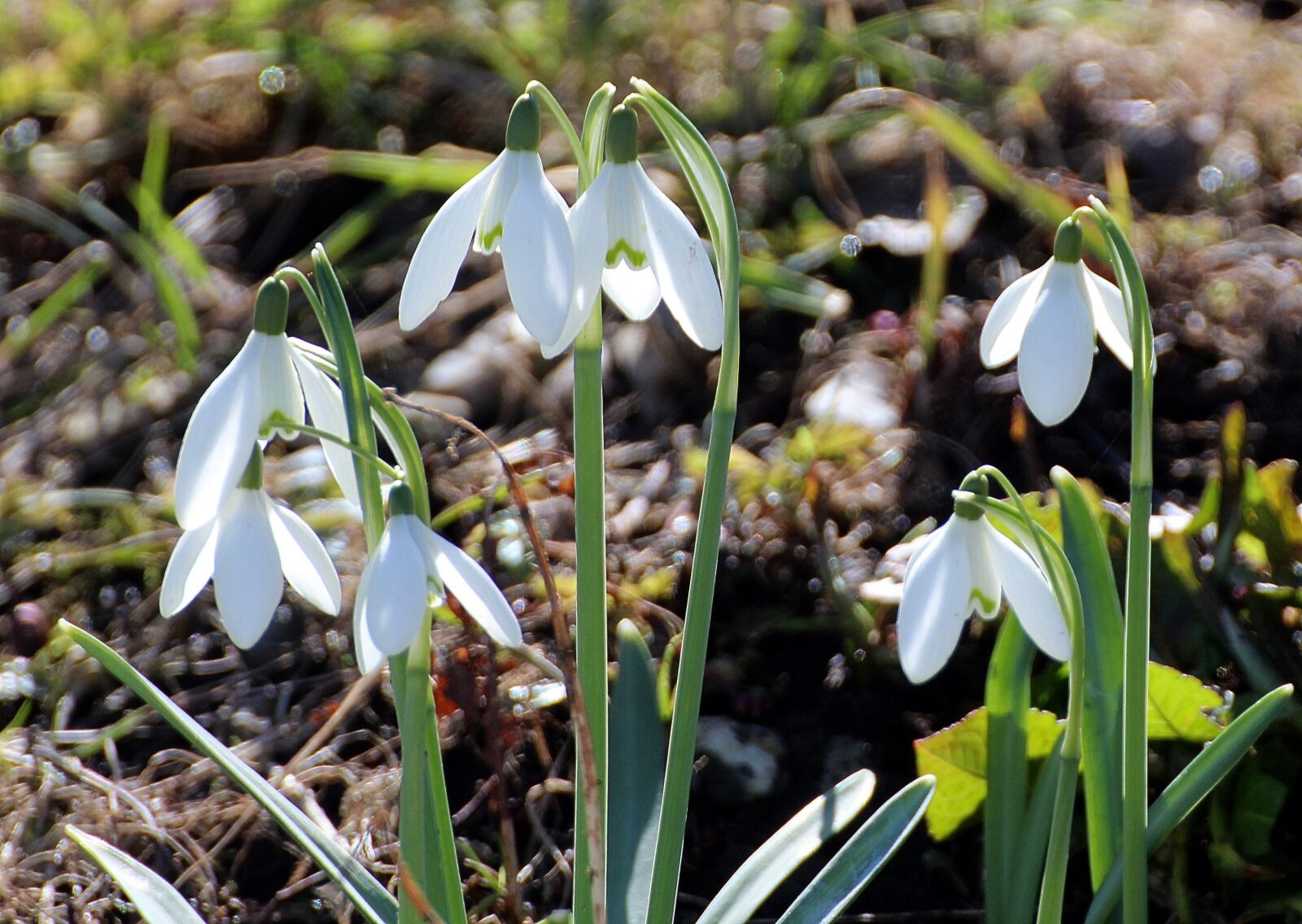 Canon EOS 600D (Rebel EOS T3i / EOS Kiss X5) sample photo. Flower, snowdrop, galanthus photography