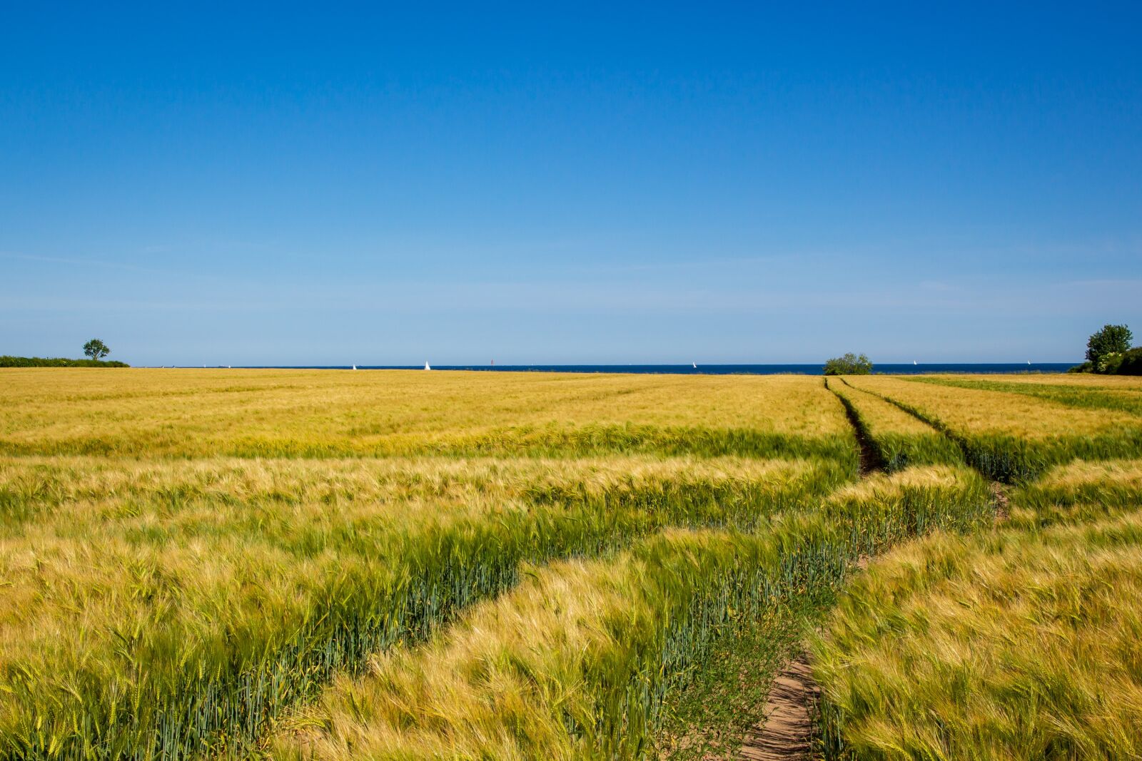 Canon EOS 700D (EOS Rebel T5i / EOS Kiss X7i) sample photo. Field, cereals, sky photography