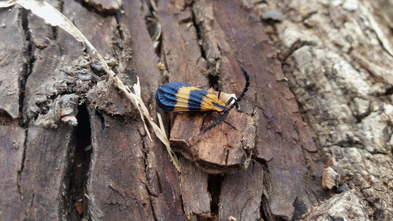 Samsung Galaxy S5 sample photo. Bug, nature, yellow blue photography