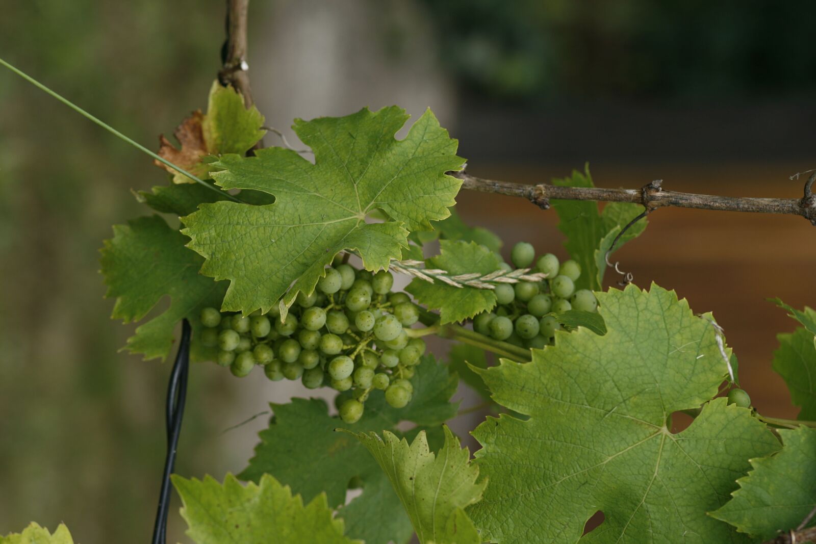 Canon EOS 400D (EOS Digital Rebel XTi / EOS Kiss Digital X) sample photo. Wine, sheet, the grapes photography