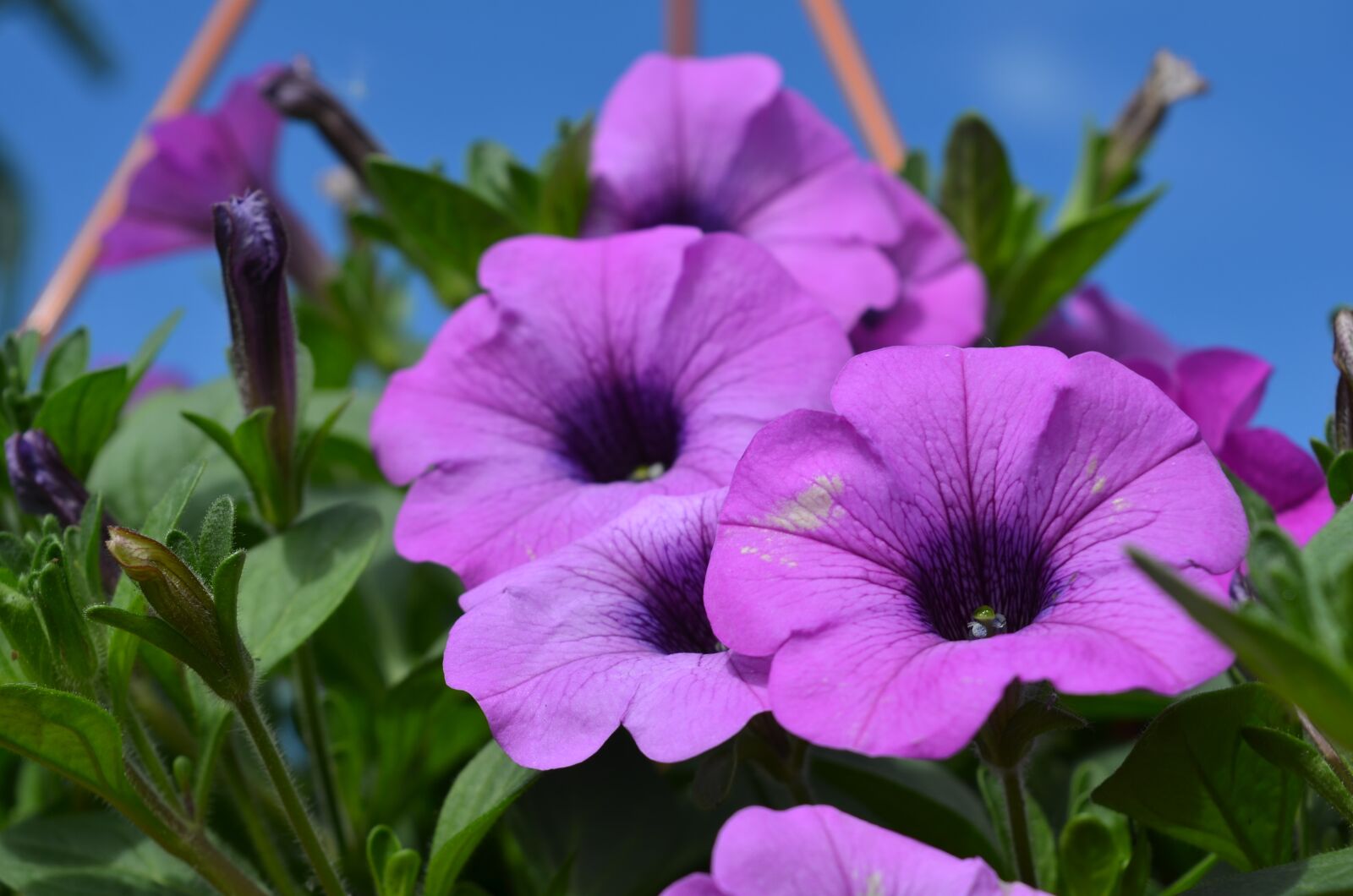 Nikon D7000 sample photo. Plant, flower, floral photography