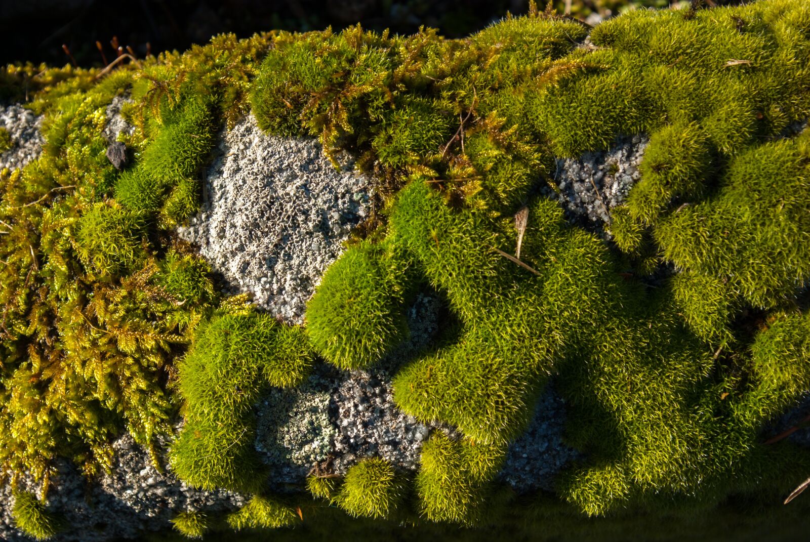 Pentax K10D sample photo. Lichen, moss, stone photography