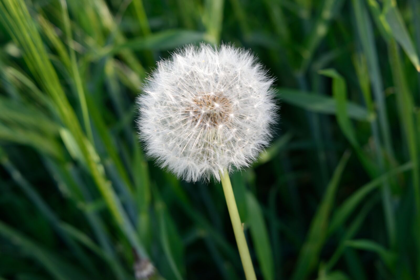 Nikon D3300 sample photo. Plant, lawn, nature photography