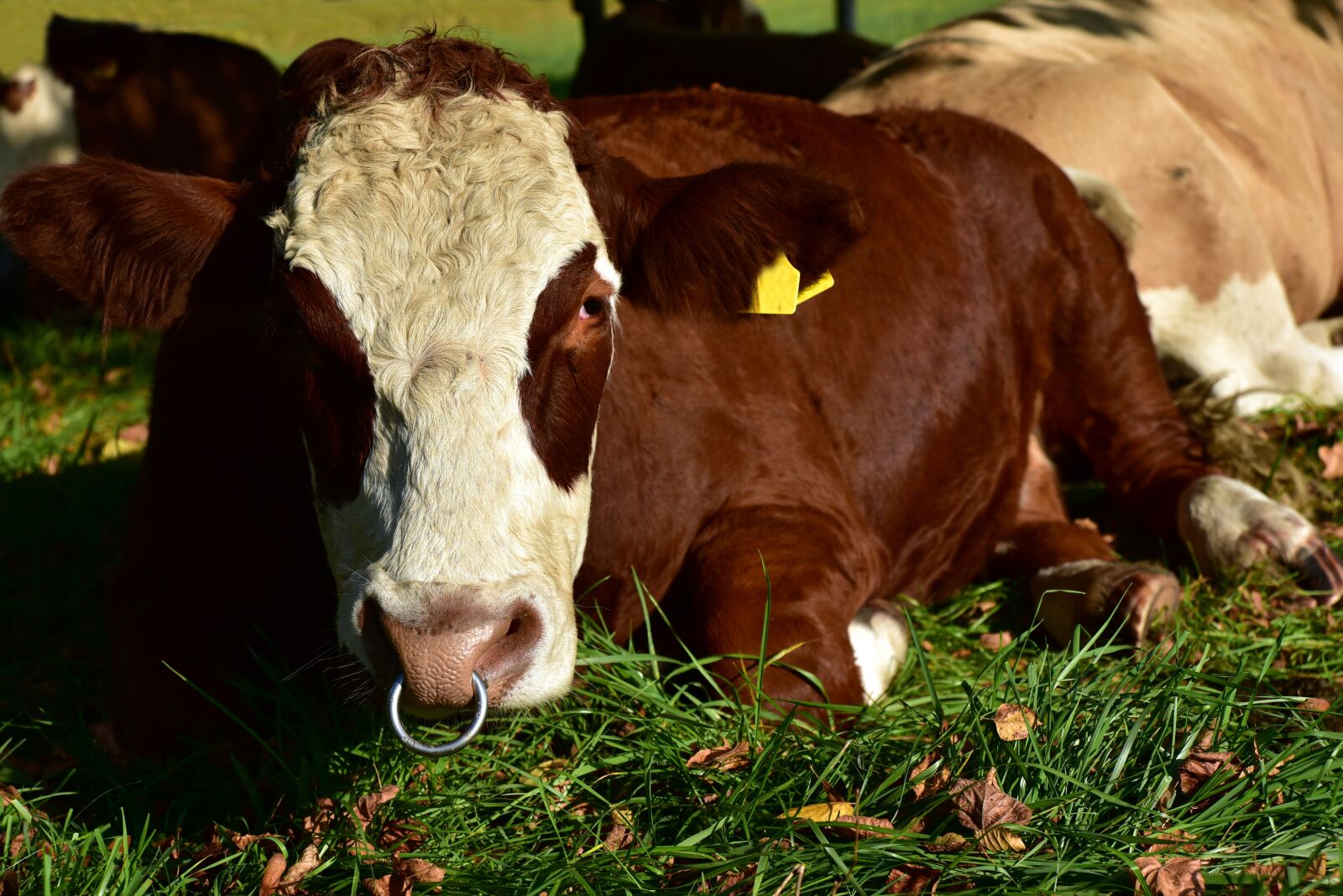 Nikon D750 sample photo. Beef, bull, nose ring photography
