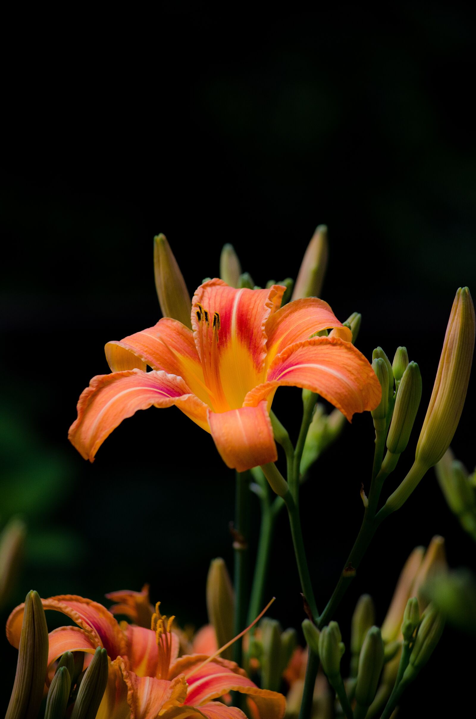 Nikon D7000 sample photo. Flower, nature, summer photography