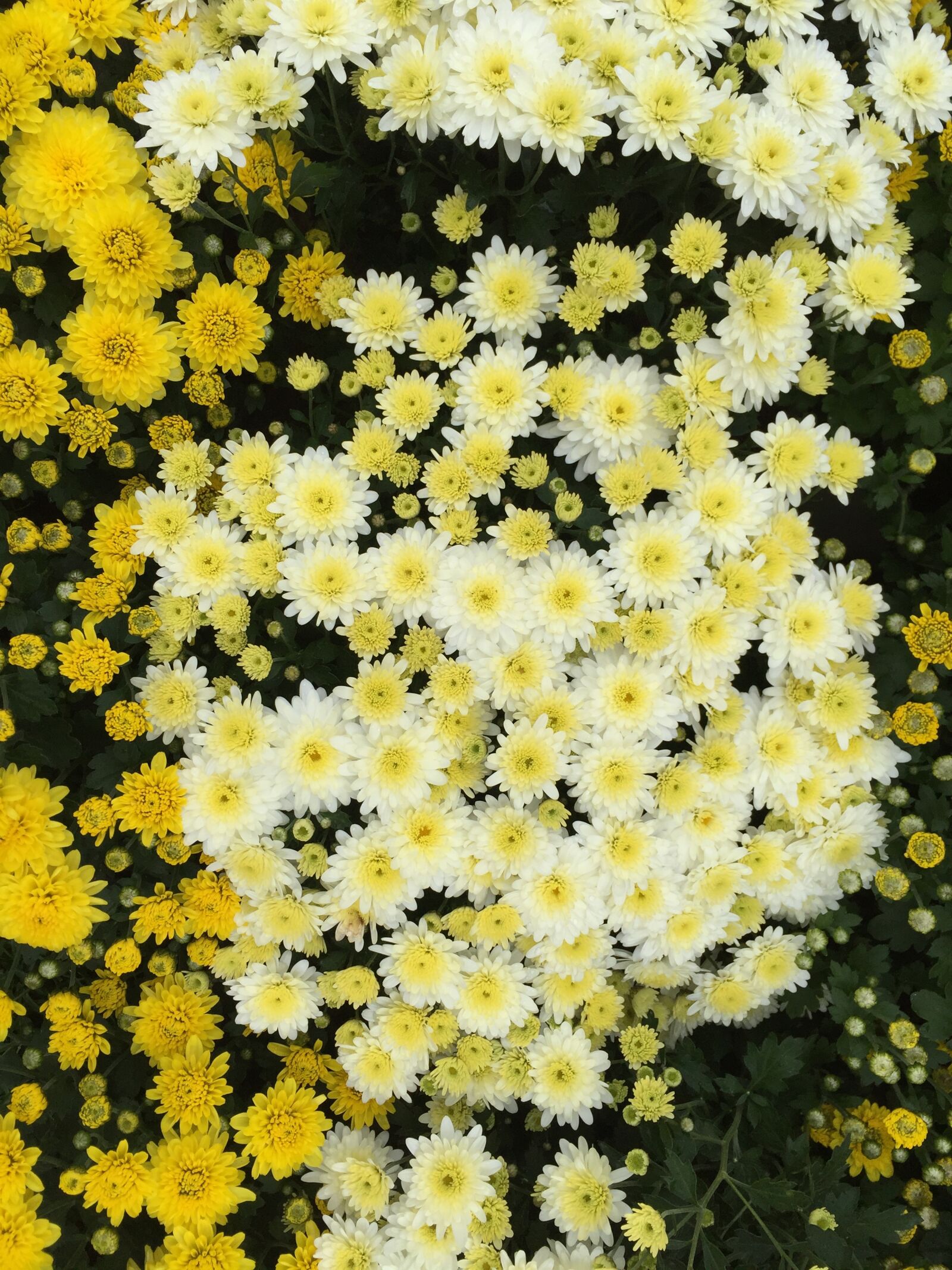 Apple iPhone 6 sample photo. Yellow chrysanthemums, kogiku, travel photography