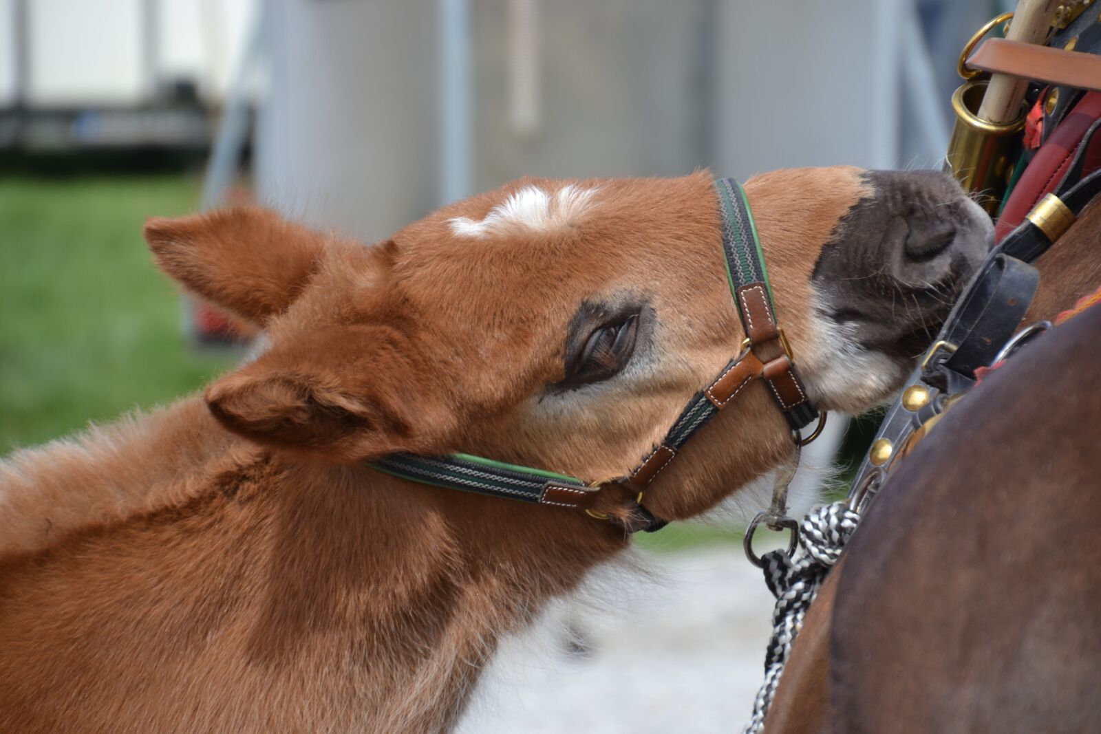 Nikon D3100 sample photo. Foal, dam, horse photography