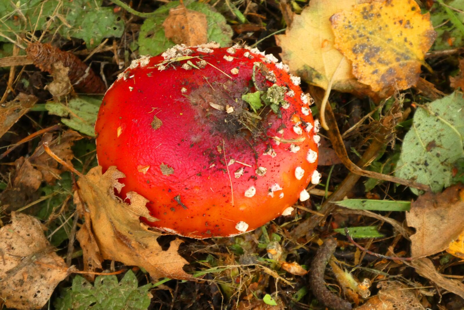 Panasonic Lumix DC-ZS70 (Lumix DC-TZ90) sample photo. Fly agaric, mushroom, autumn photography
