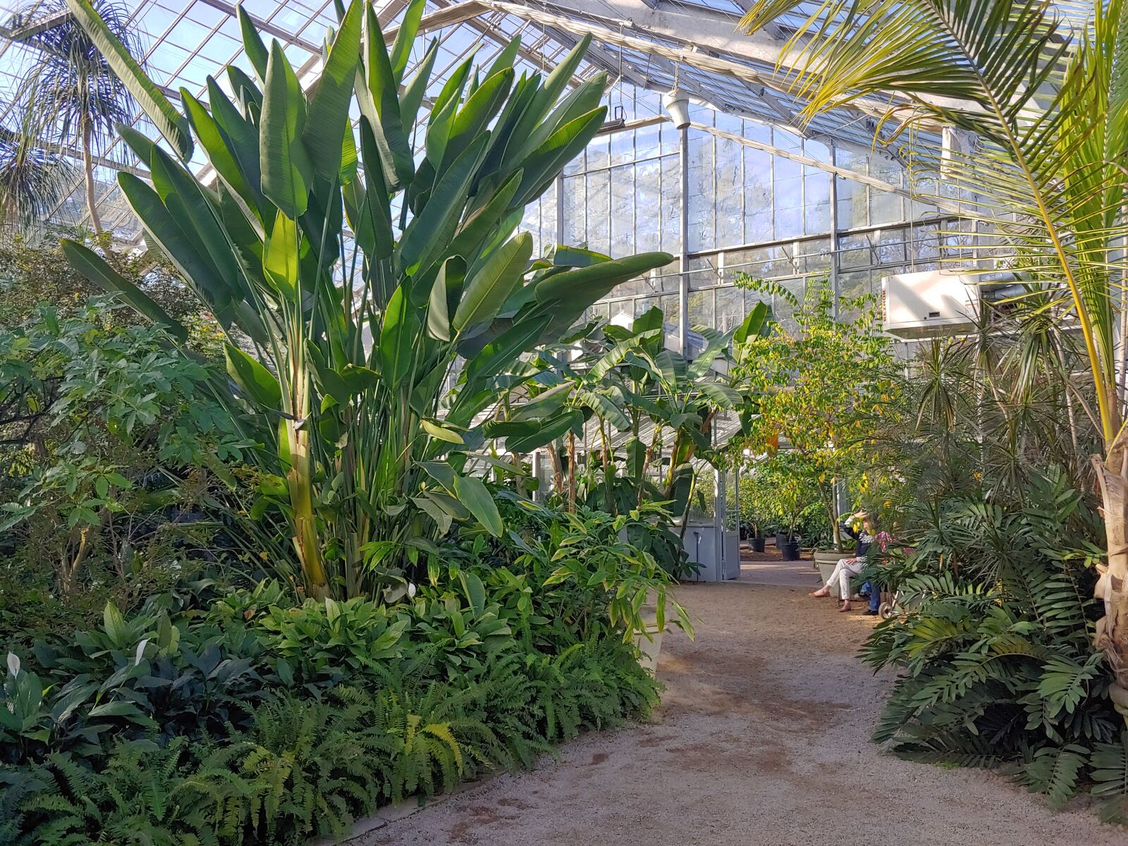 LG G7 THINQ sample photo. Greenhouse, palm, branch photography