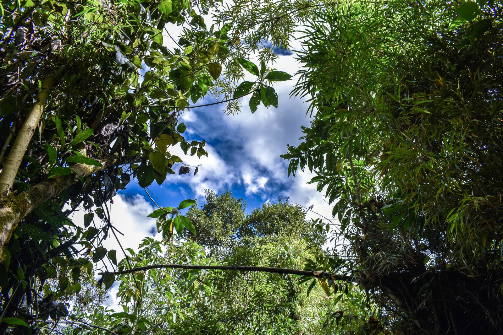 Nikon D3400 sample photo. Pasochoa, trees, we will photography