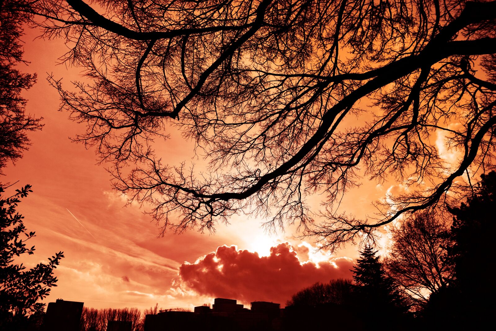 Nikon D750 sample photo. Tree, skyline, silhouette photography