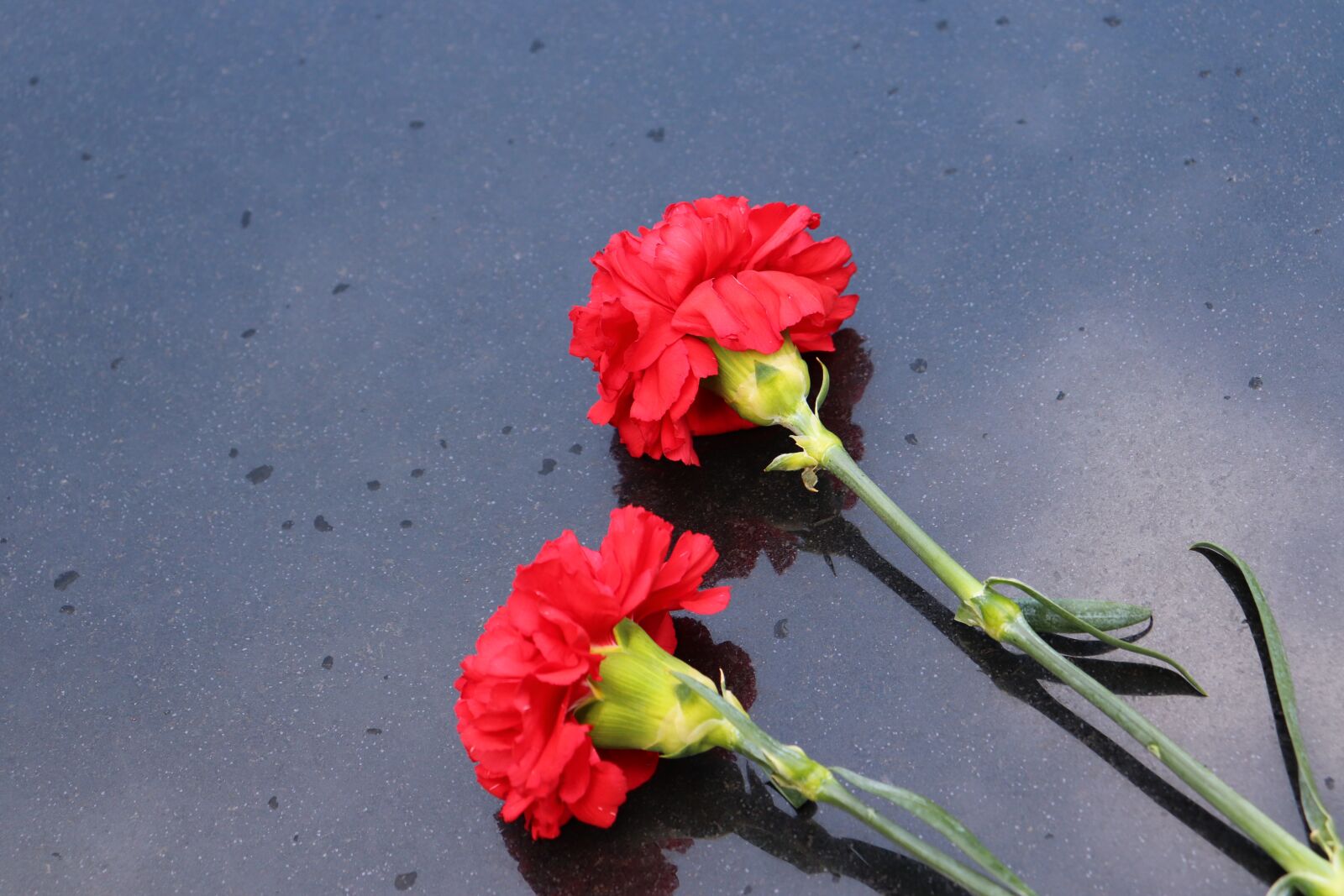 Canon EOS 200D (EOS Rebel SL2 / EOS Kiss X9) sample photo. Two red carnations, black photography