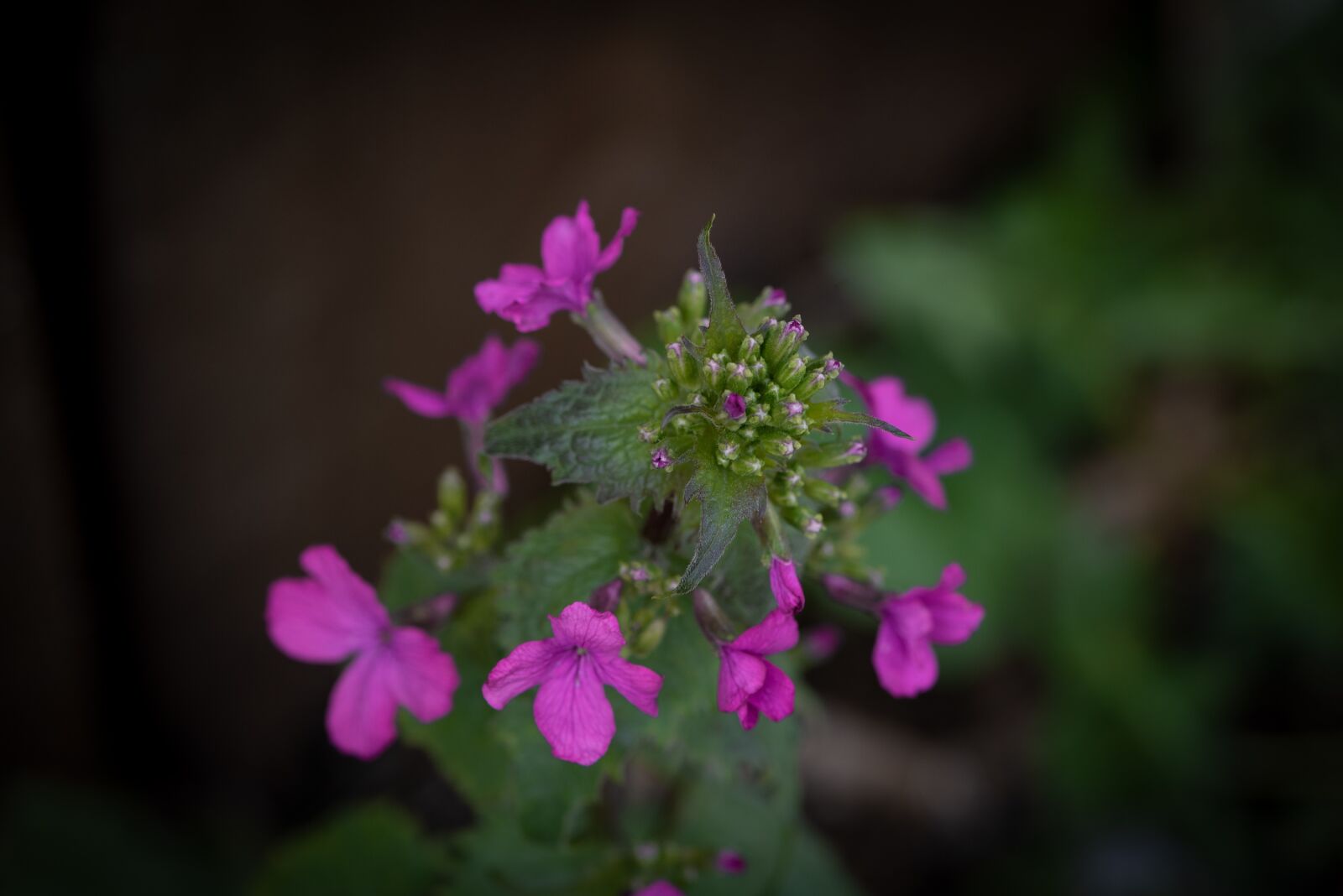 Nikon D750 sample photo. Flowers, pink, flower photography