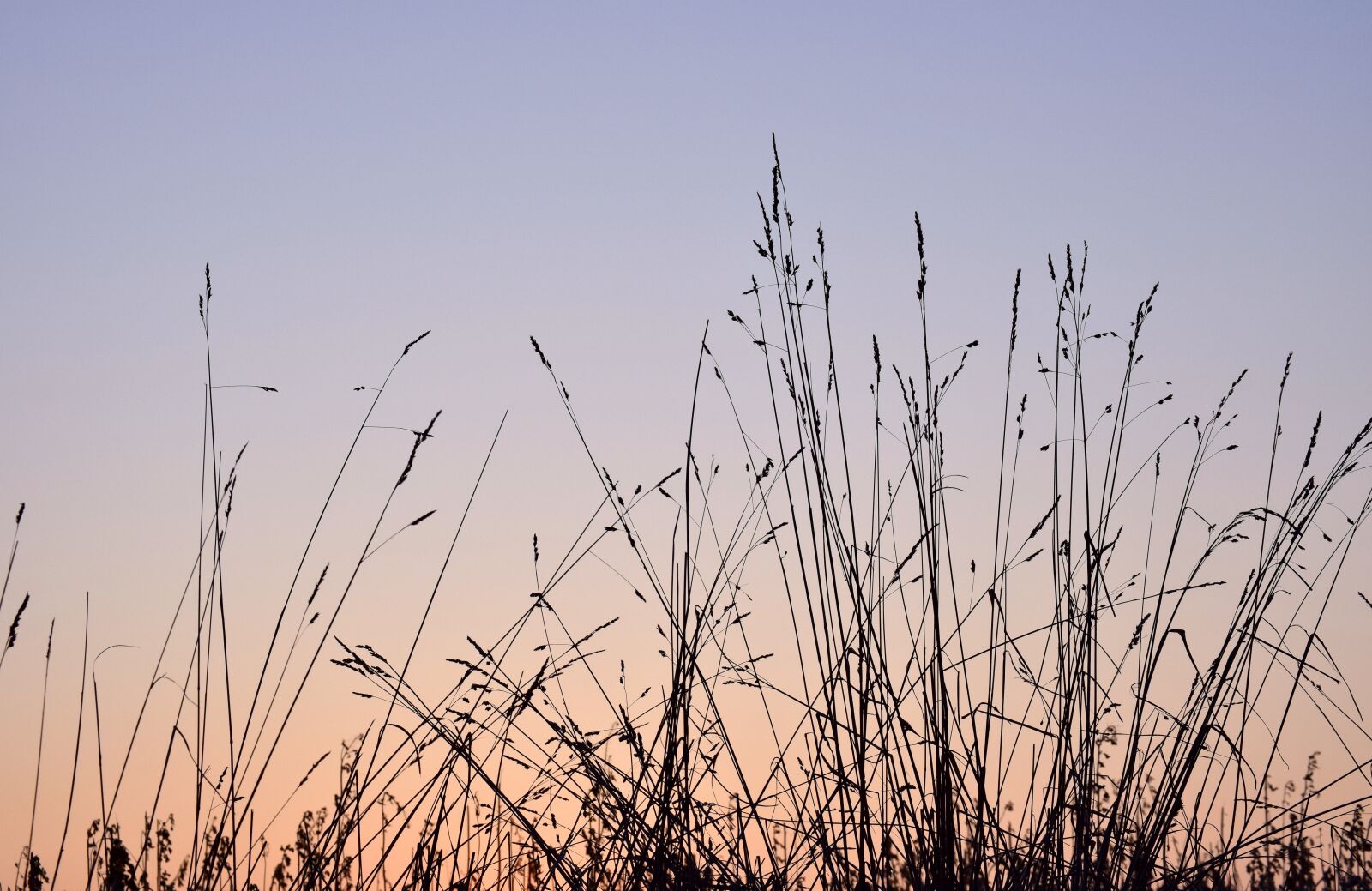 Nikon D3300 sample photo. Sunrise, grass, meadow photography
