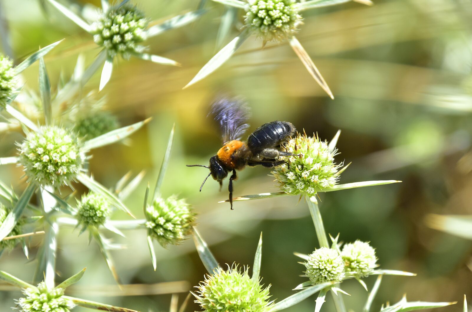Nikon D7200 sample photo. Garden, flowers, insects photography