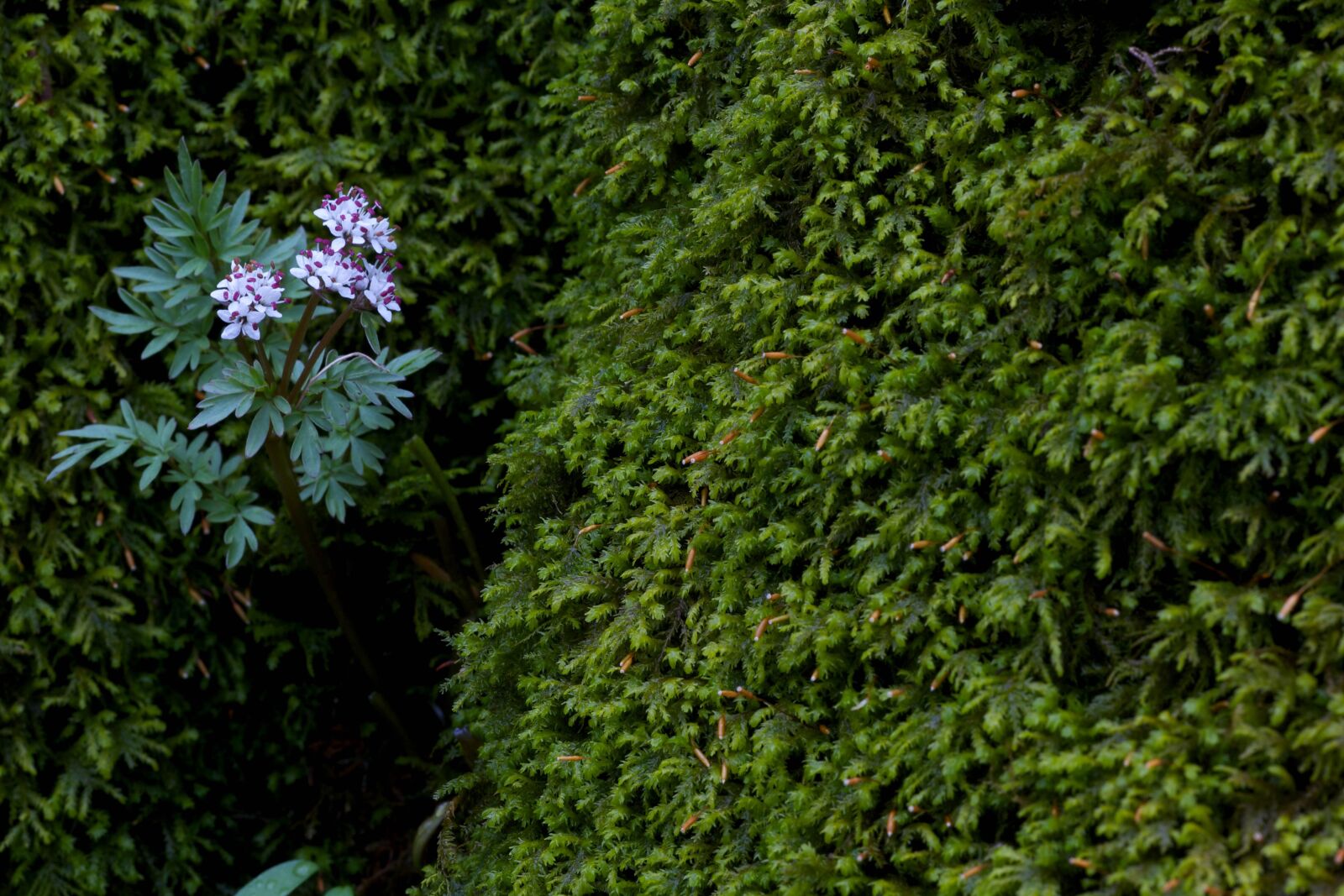 Canon EOS 5D Mark II sample photo. Harbinger, spring, native, flower photography
