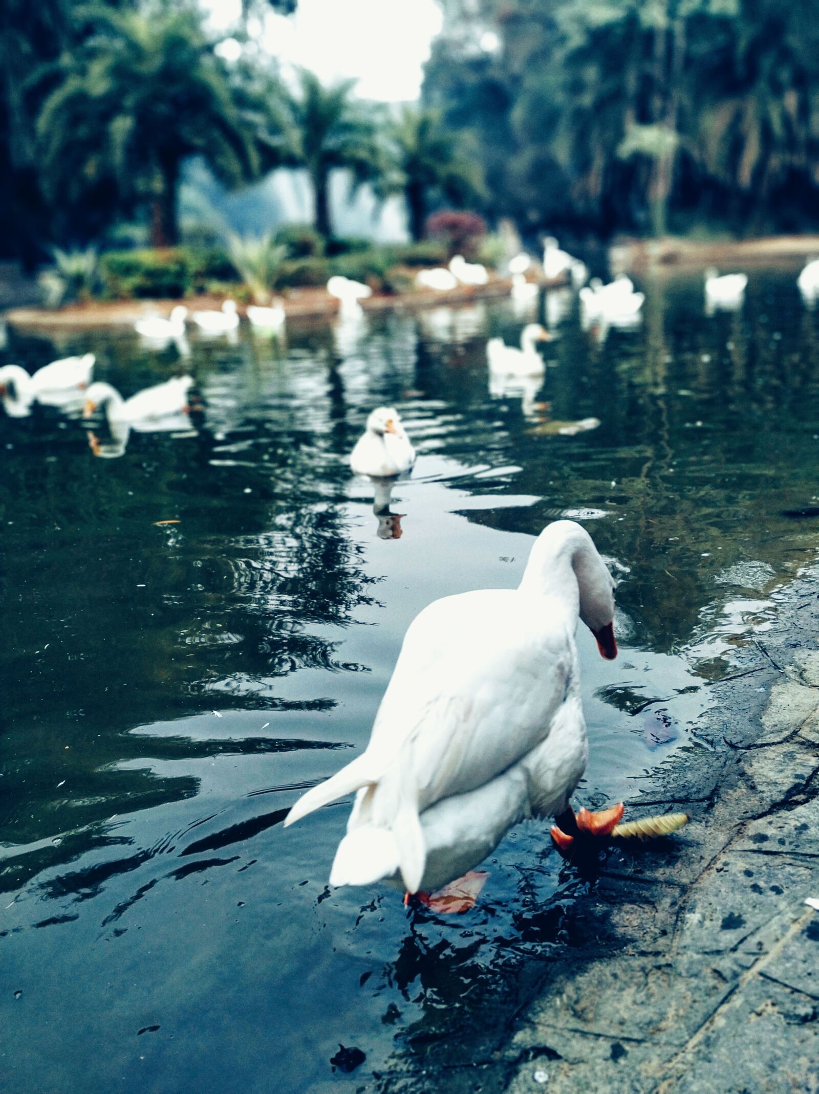 Xiaomi Mi A2 sample photo. Ducks, pond, water photography