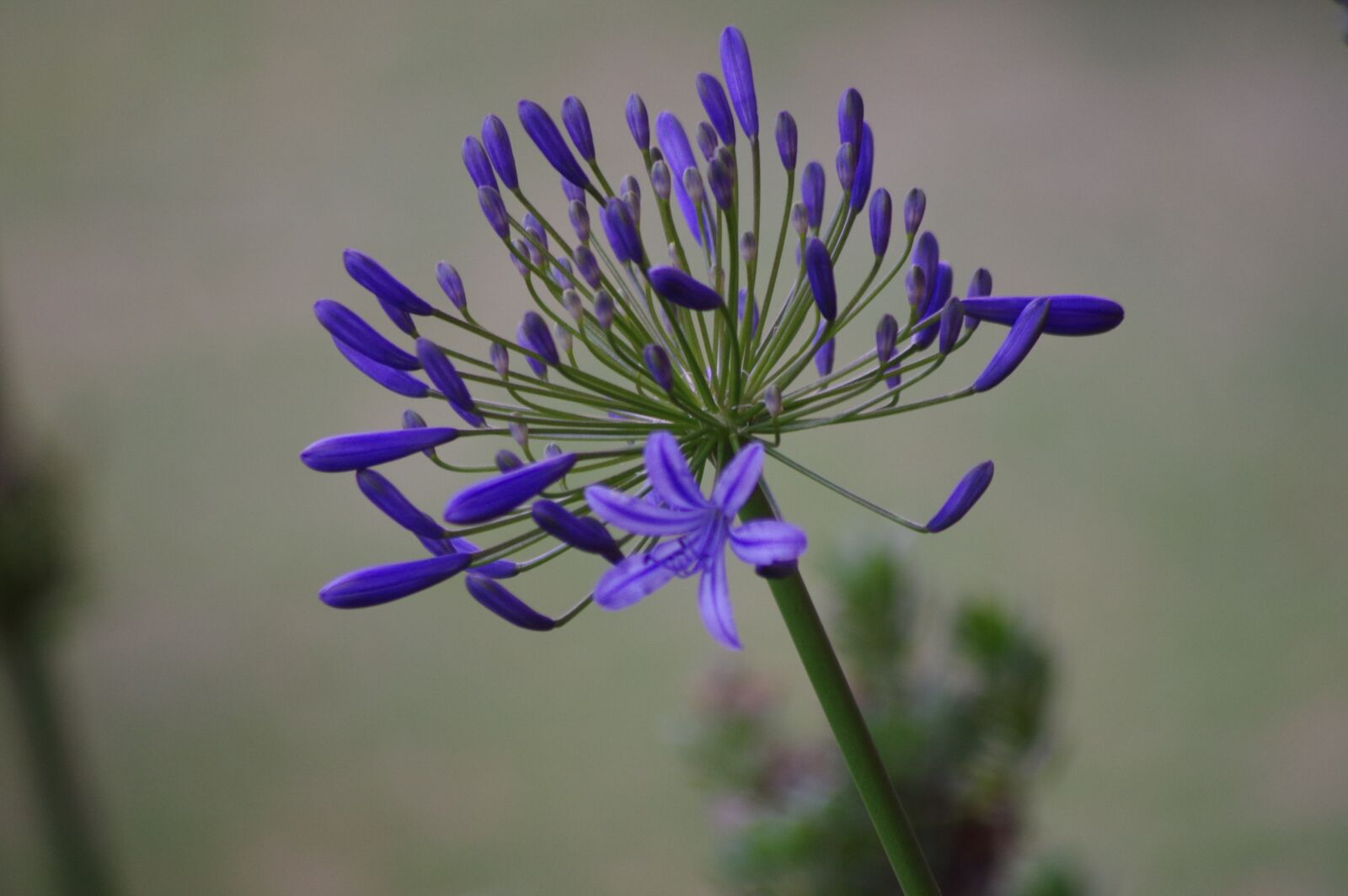 Pentax K-3 sample photo. Nature, flora, flower photography