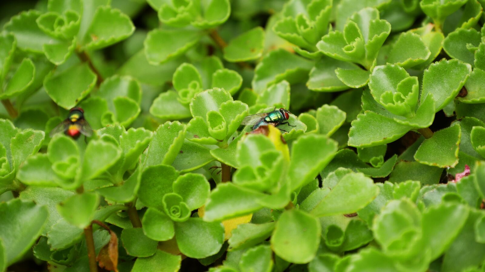 Panasonic DMC-G70 sample photo. Plant, ground cover, fly photography