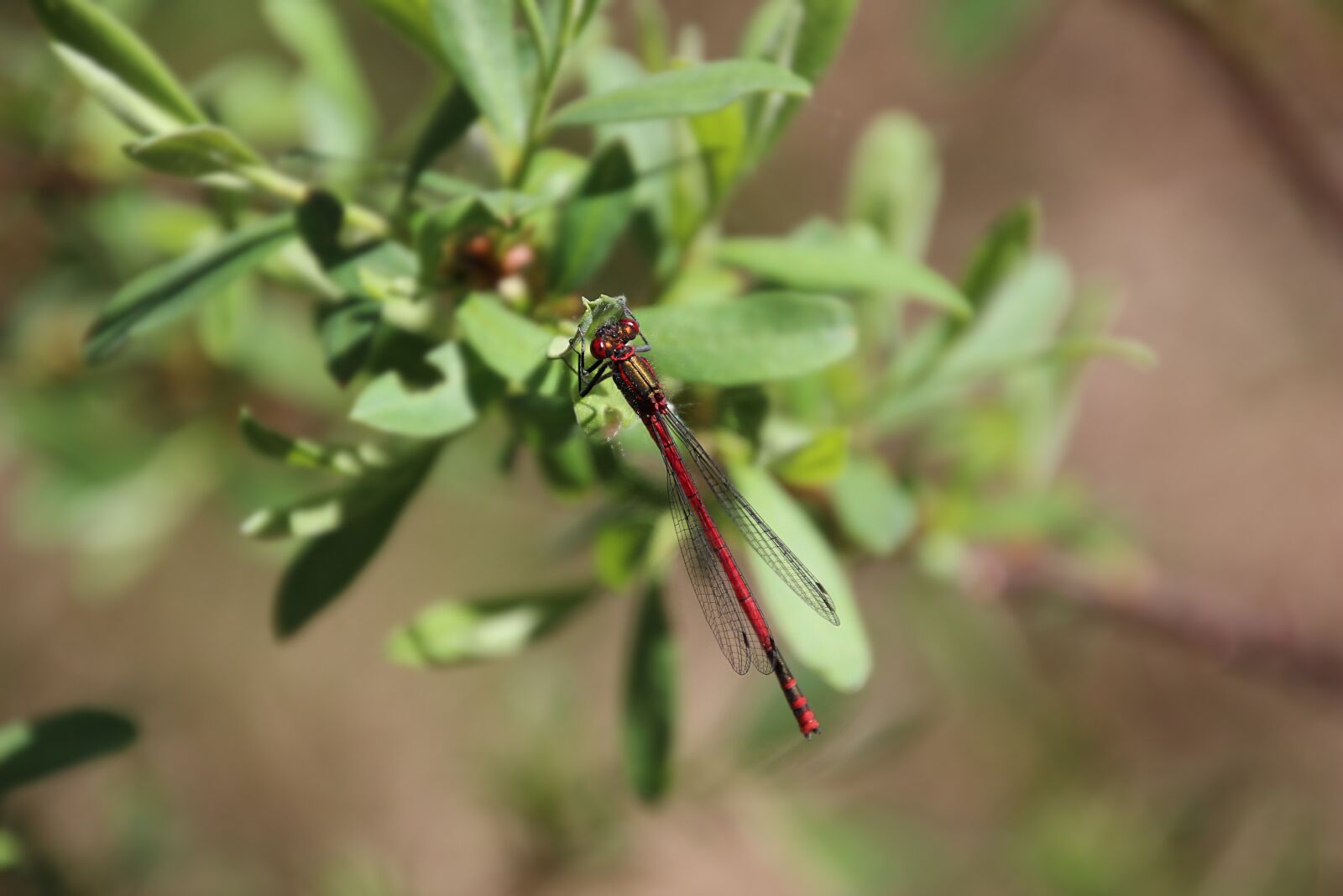 Canon EOS 600D (Rebel EOS T3i / EOS Kiss X5) sample photo. Bug, fly, red photography