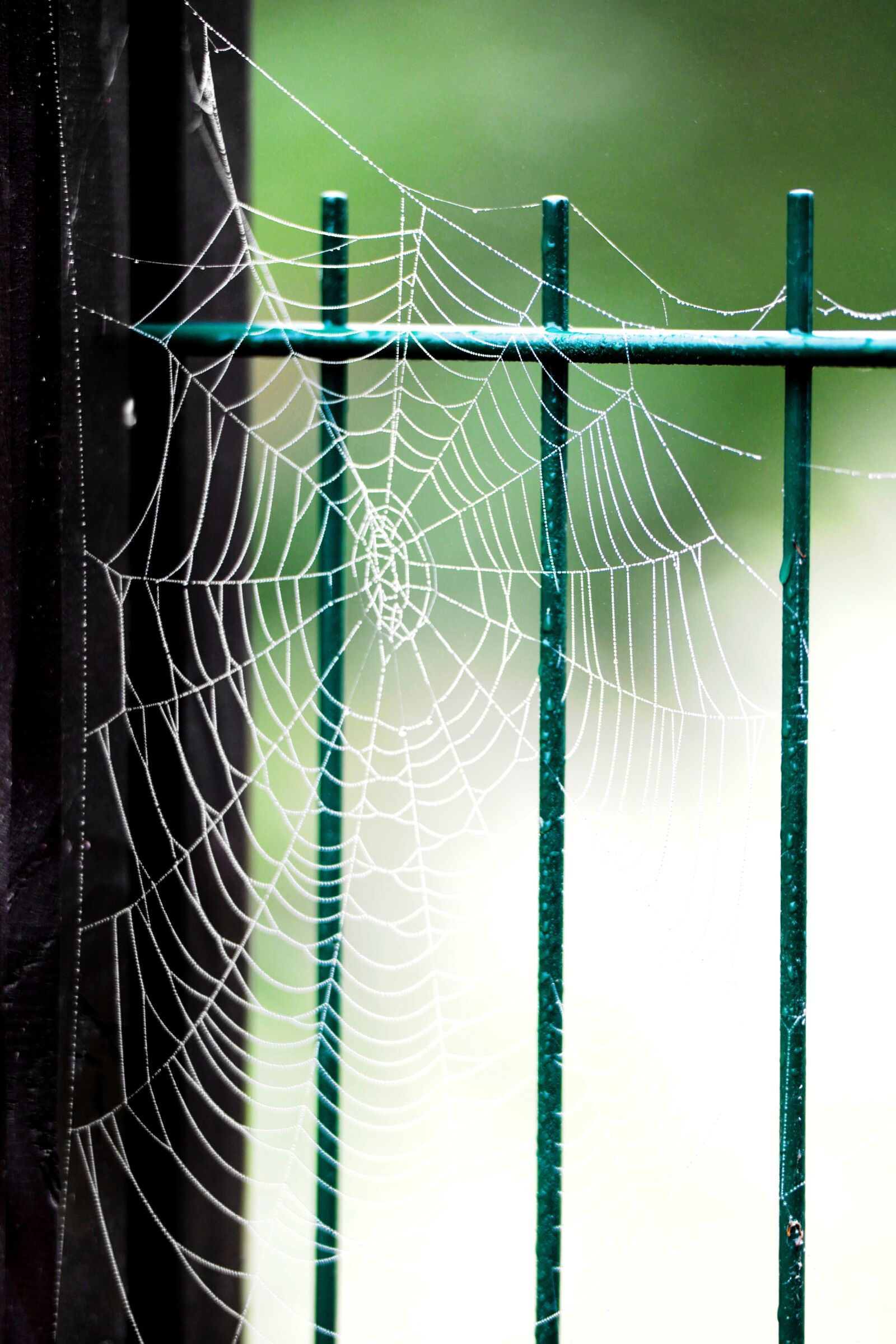 Nikon D3X sample photo. Cobweb, spider, animal photography