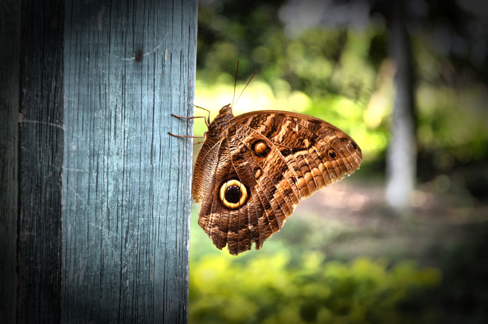 Nikon D3200 sample photo. Butterfly, animals, animal photography