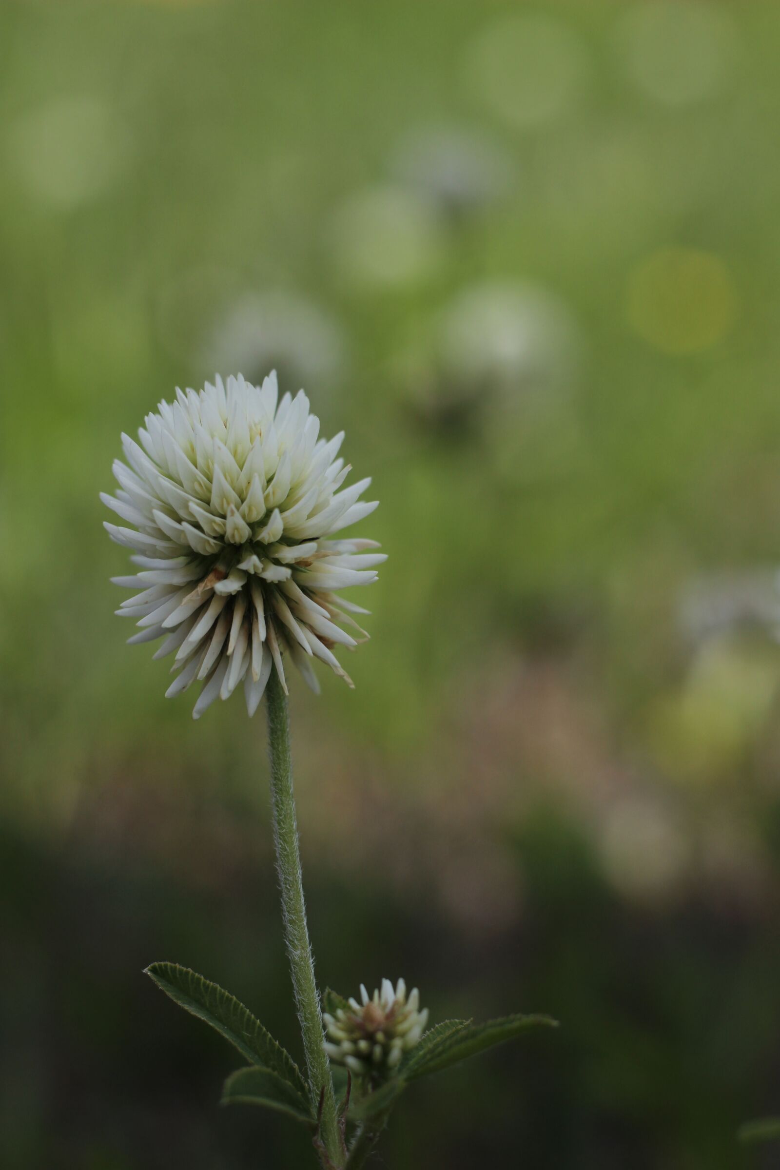 Canon EOS 600D (Rebel EOS T3i / EOS Kiss X5) + Canon EF 50mm F1.8 STM sample photo. Klee, white, flower photography