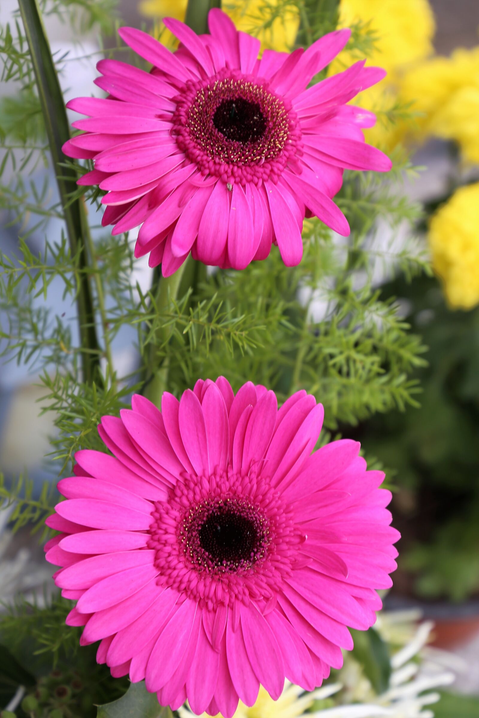 Canon EF 24-105mm F3.5-5.6 IS STM sample photo. Purple gerbers, flower, plant photography