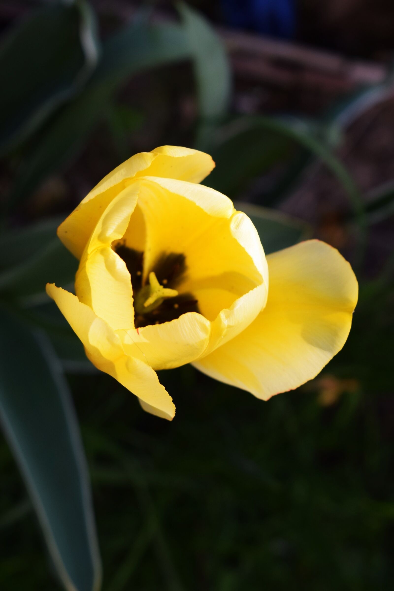 Nikon D3300 sample photo. Flower, tulip, yellow photography