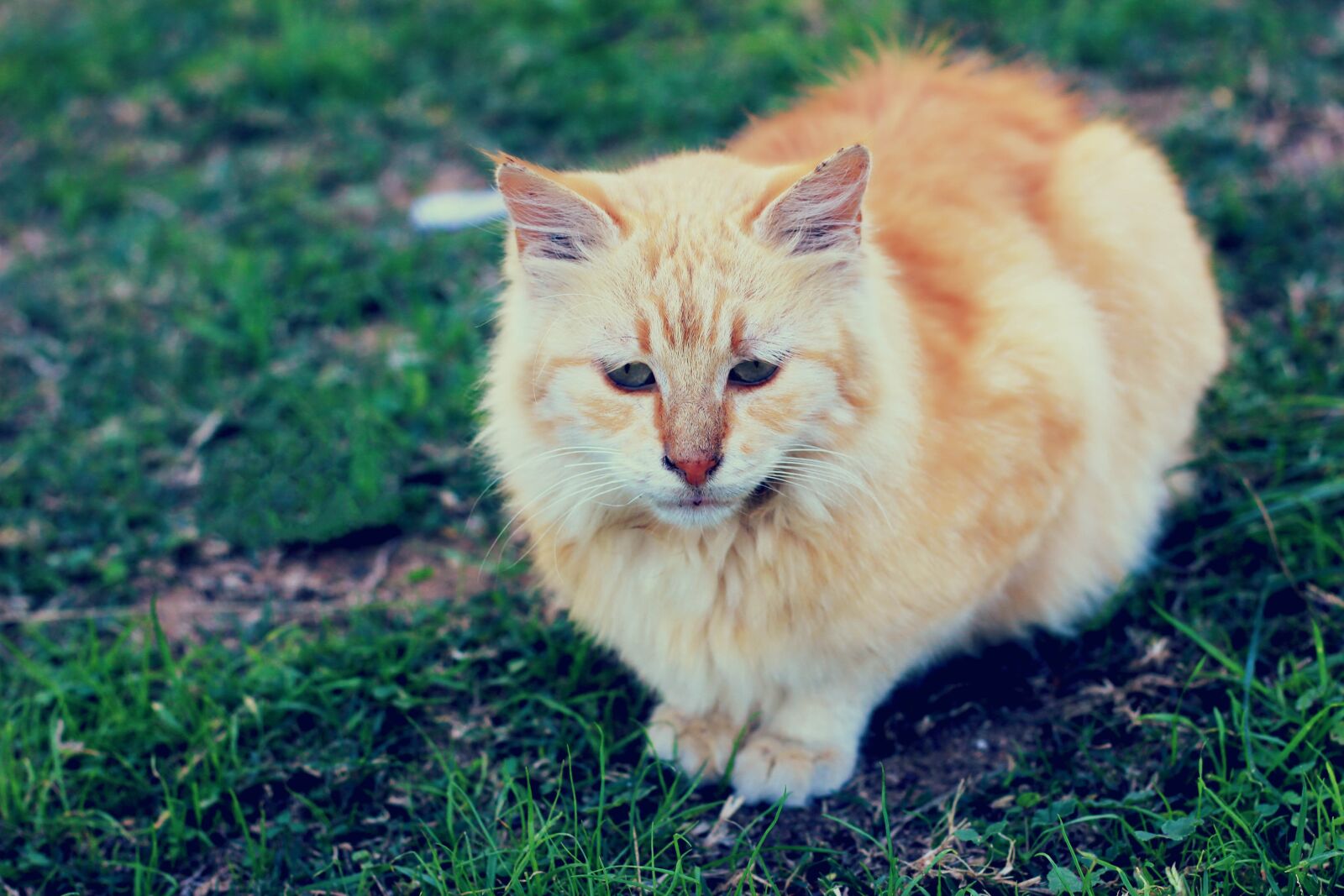 Canon EOS 600D (Rebel EOS T3i / EOS Kiss X5) + Canon EF 50mm F1.8 II sample photo. Animal, cute, cat photography