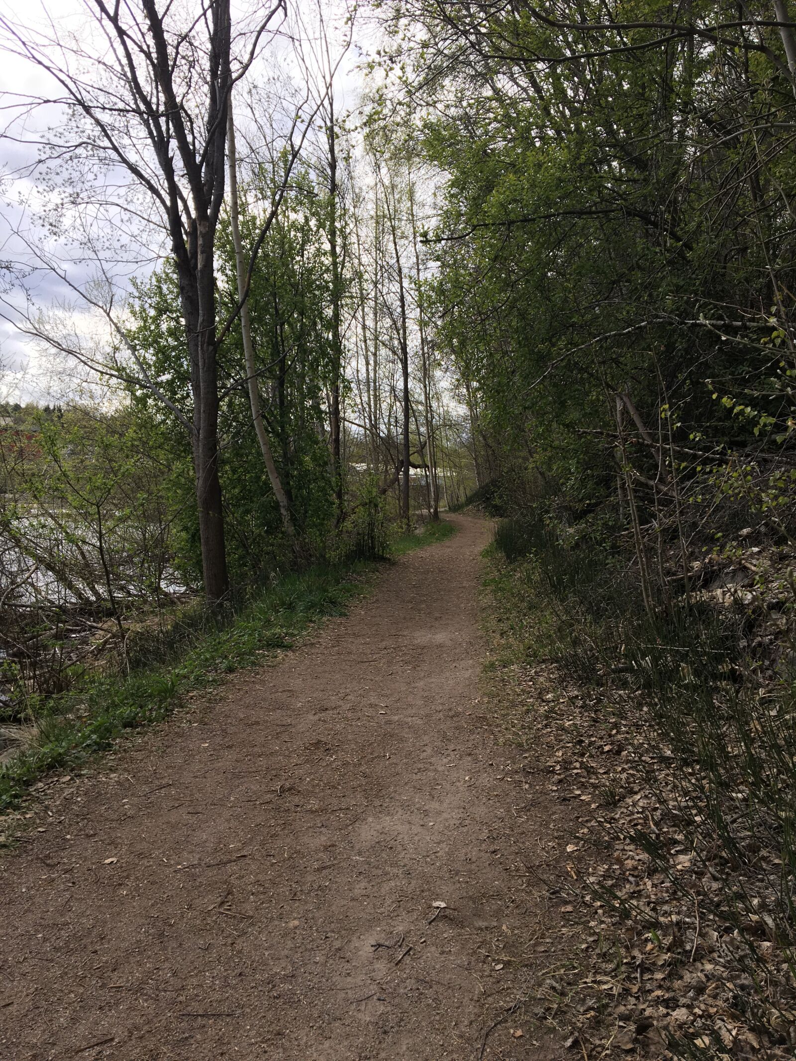 Apple iPhone 6s sample photo. In the woods, trees photography