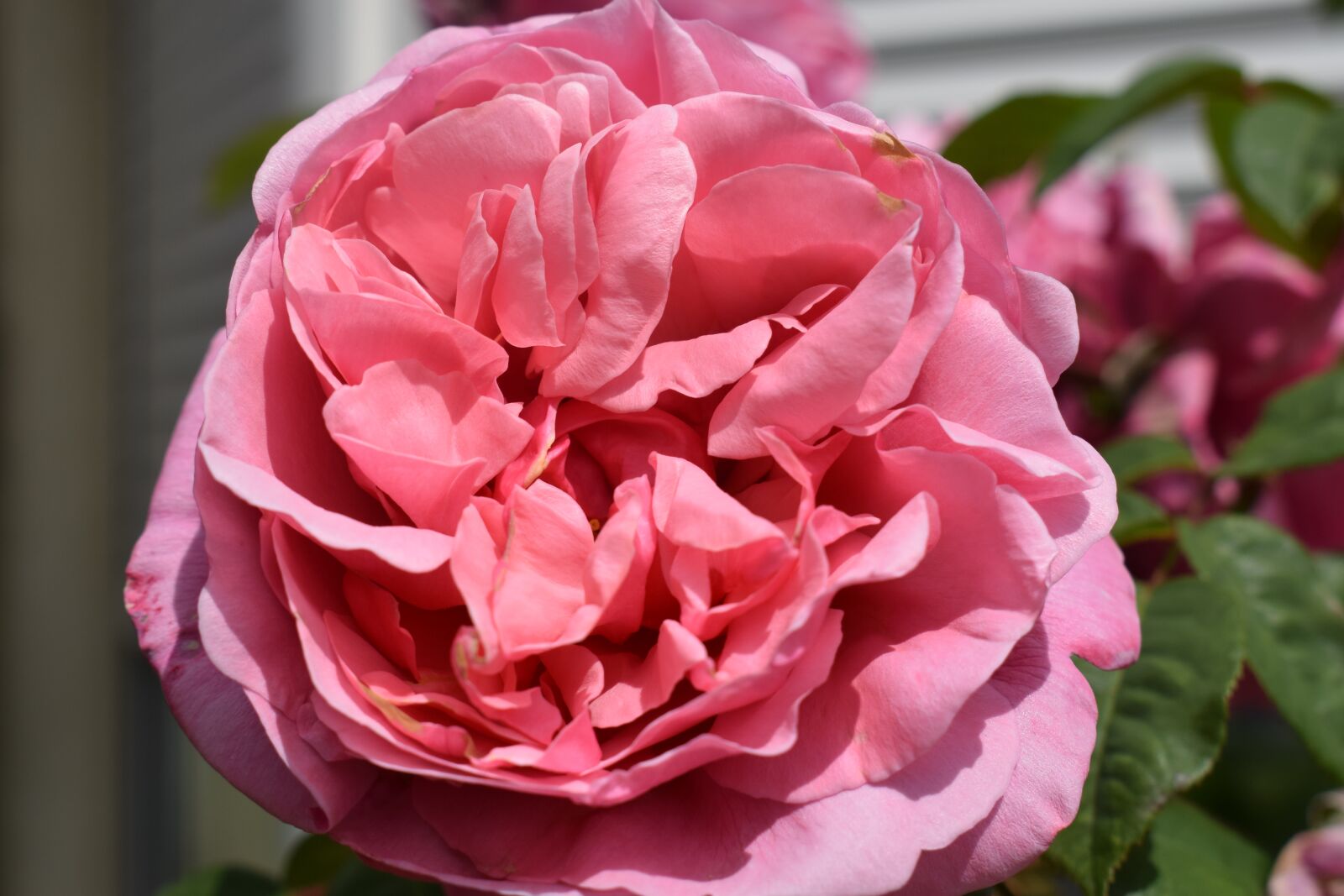 Nikon D3300 sample photo. The rose line renaud photography