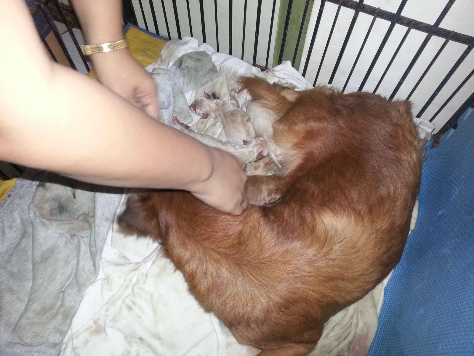 Samsung Galaxy S3 sample photo. Dog, care, puppies photography