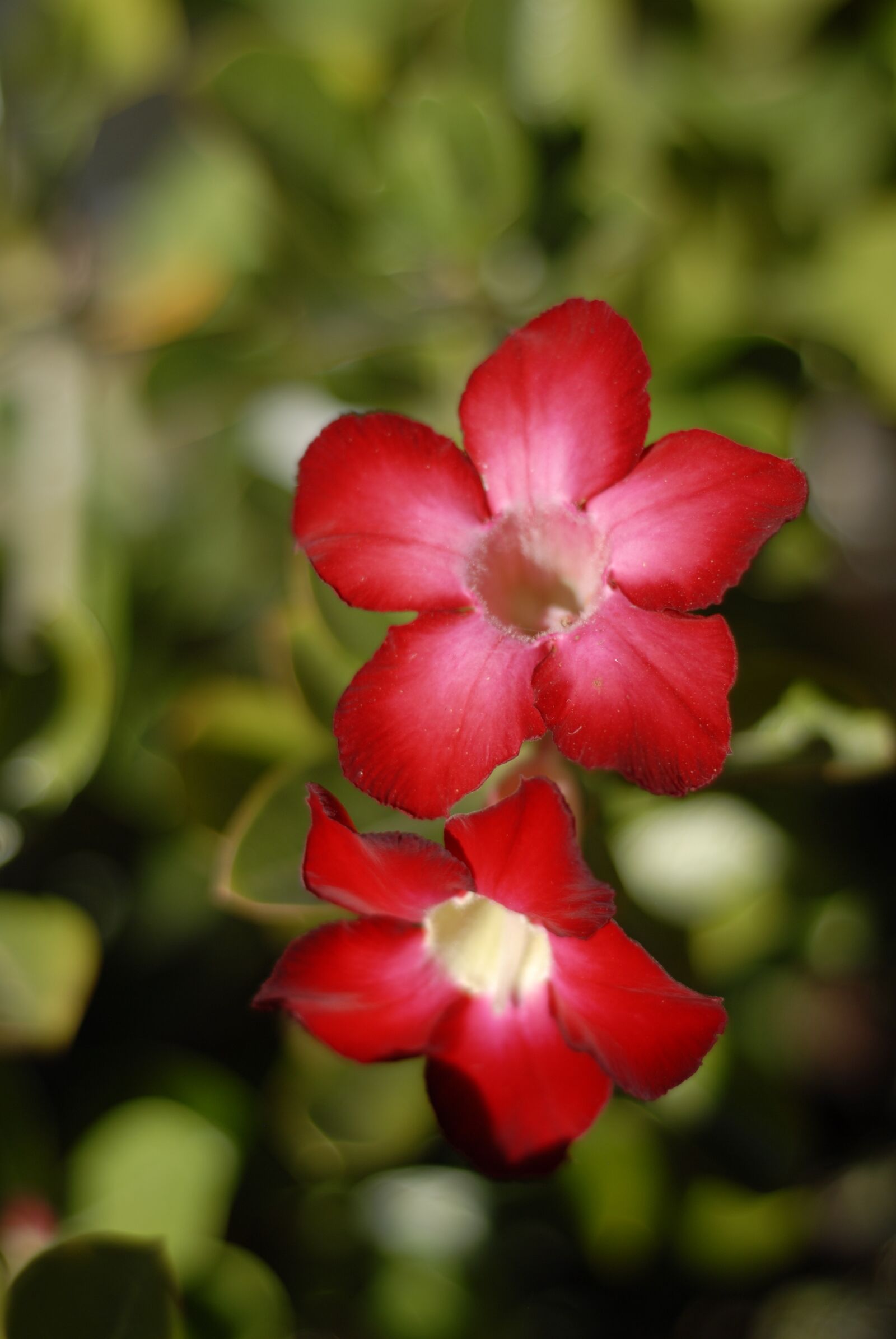Nikon D200 sample photo. Desert flower, red, regional photography
