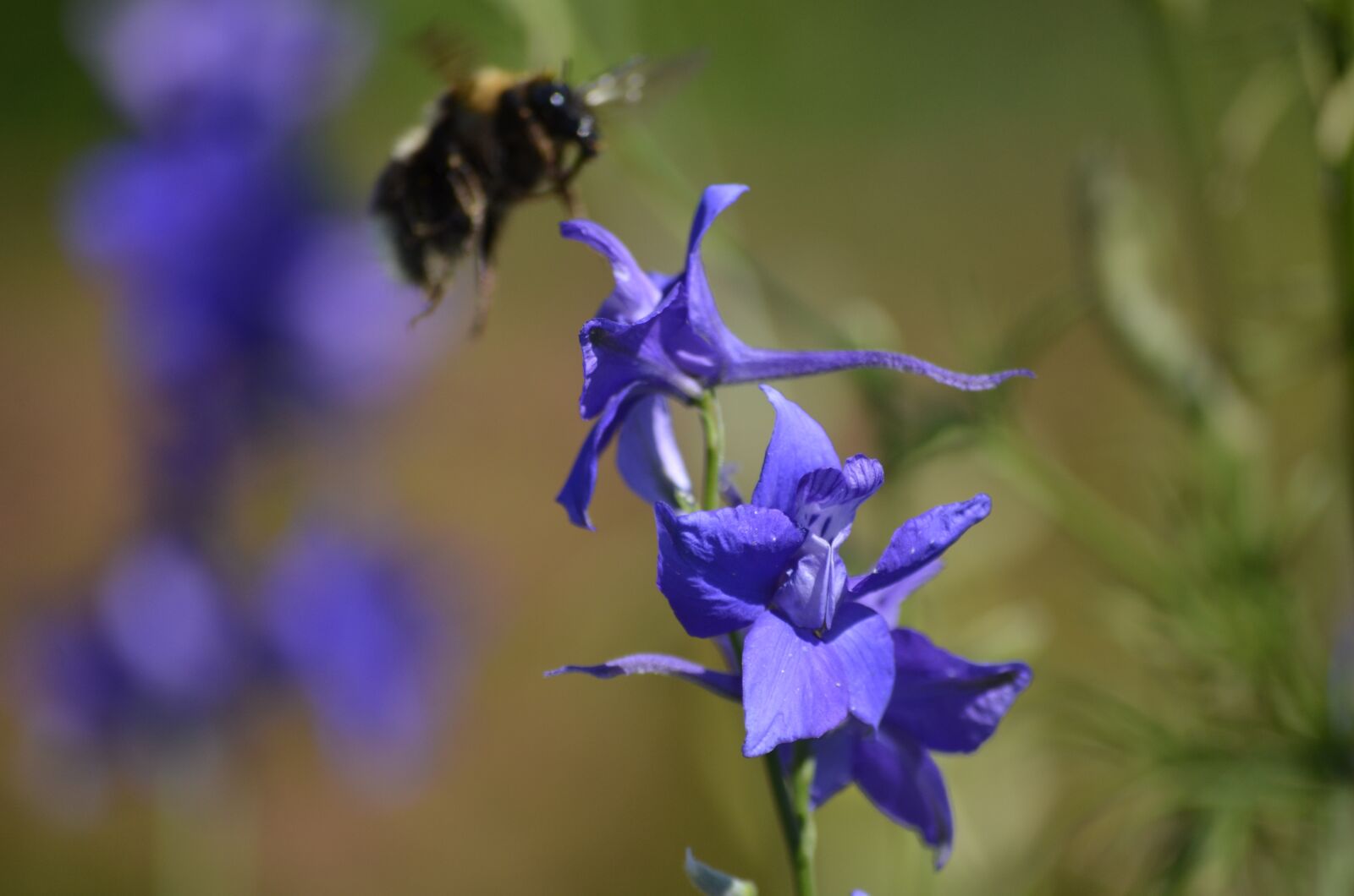 Nikon D5100 sample photo. Hummel, blossom, bloom photography