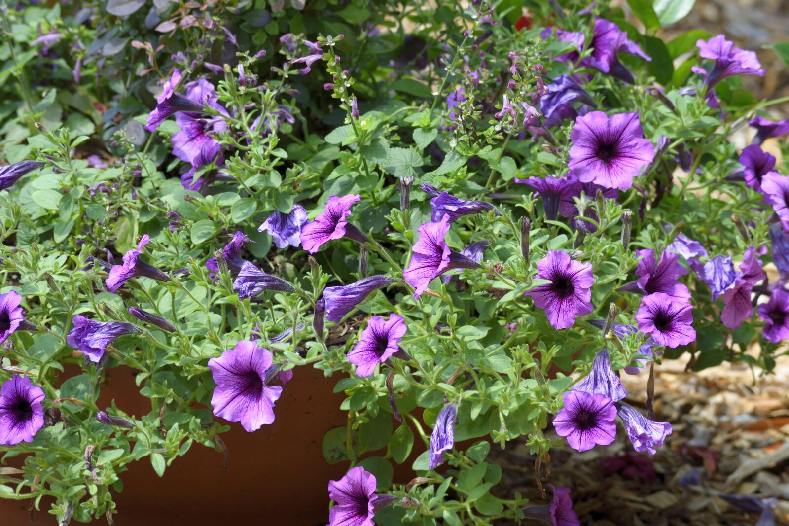 Nikon D3300 sample photo. Floral, flowers, colorful photography
