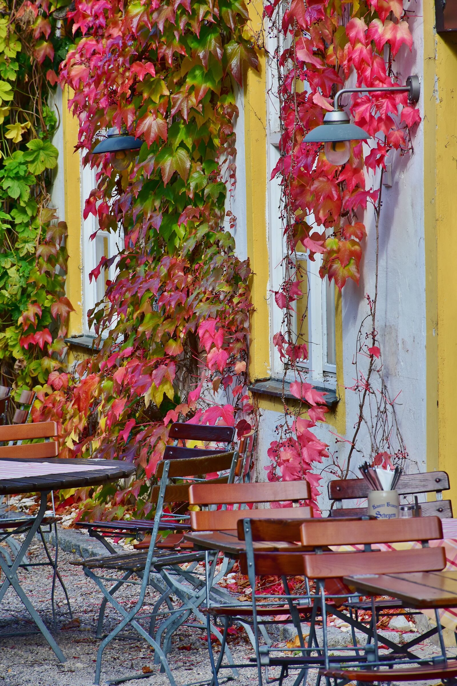 Nikon D7200 sample photo. Wine partner, vine, autumn photography