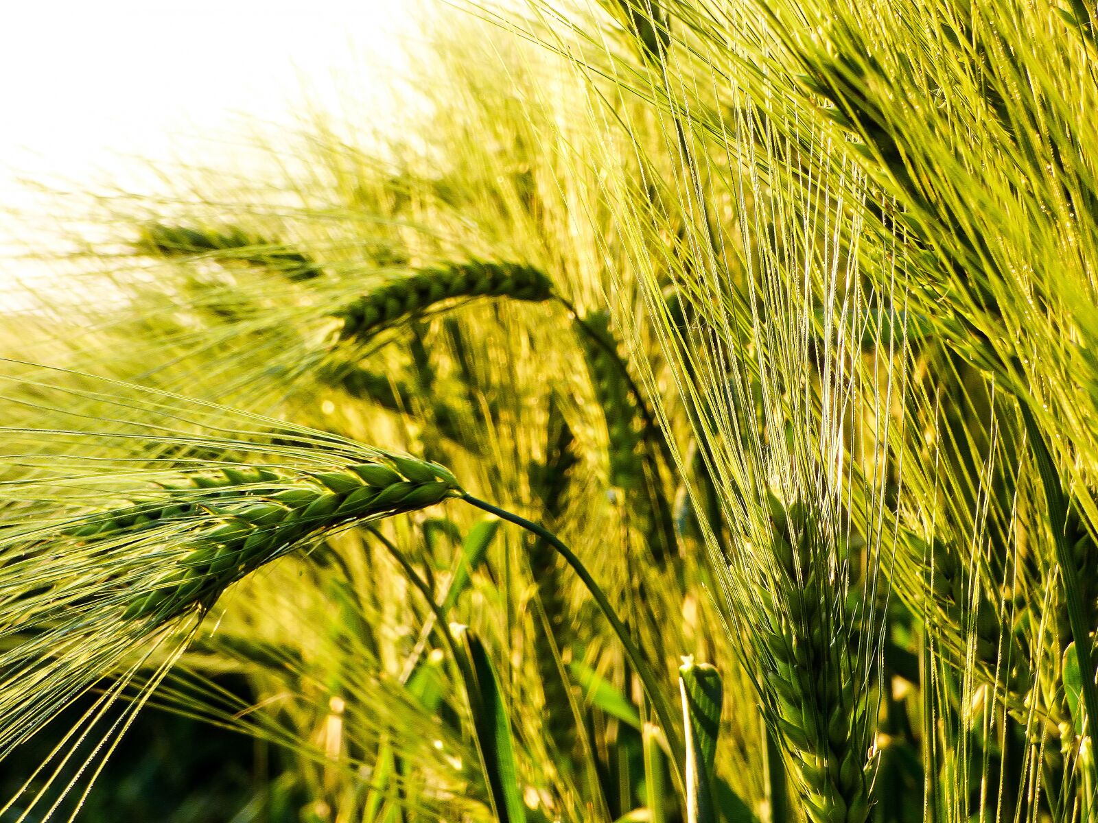 Panasonic DMC-FZ72 sample photo. Wheat, grain, by chaitanya photography