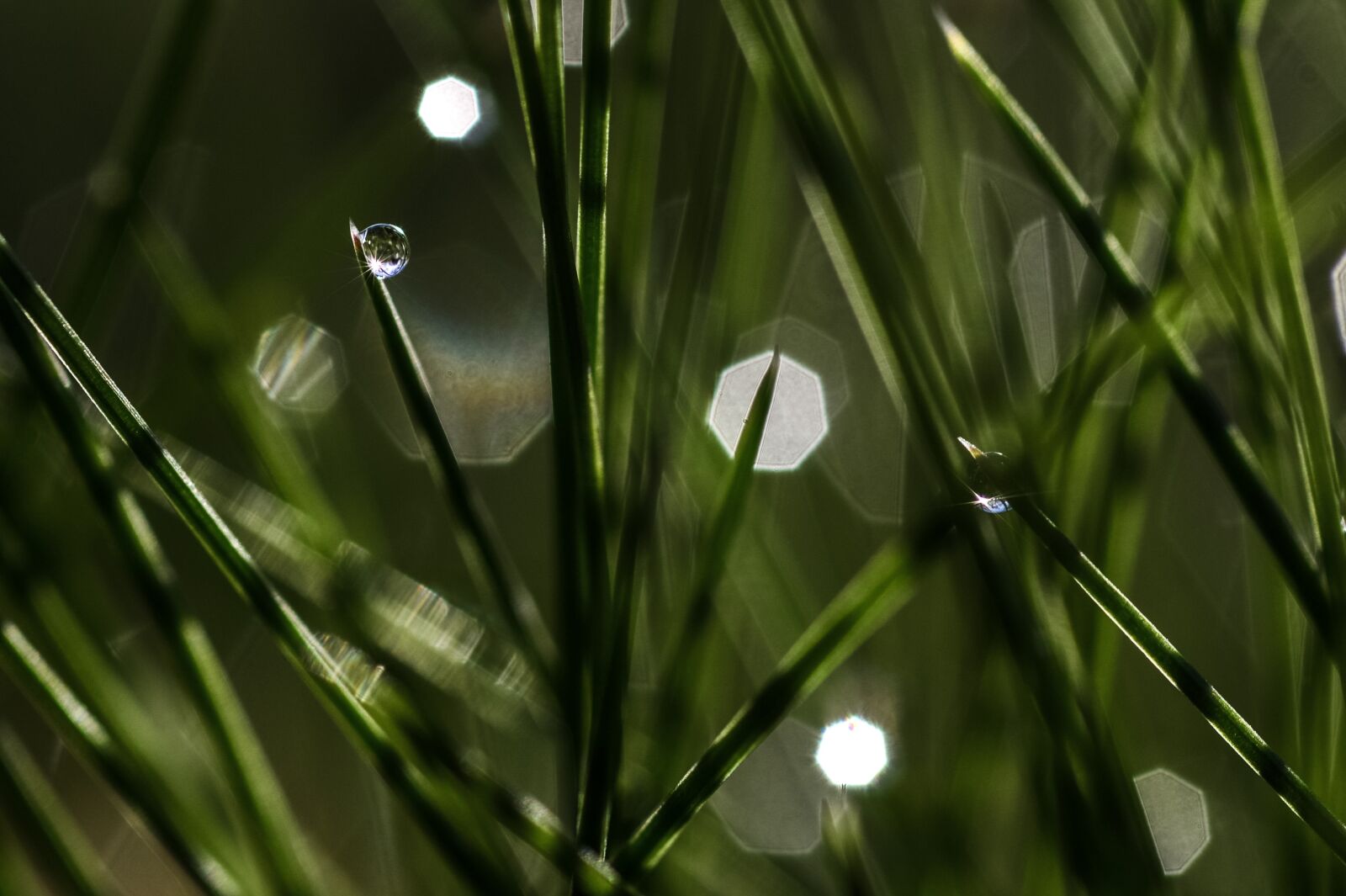 Nikon D610 sample photo. Dew, morgentau, grass photography