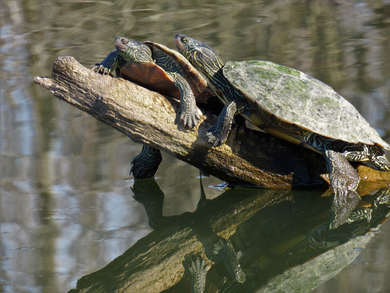 Canon PowerShot SX530 HS sample photo. Turtles, two, sunning photography