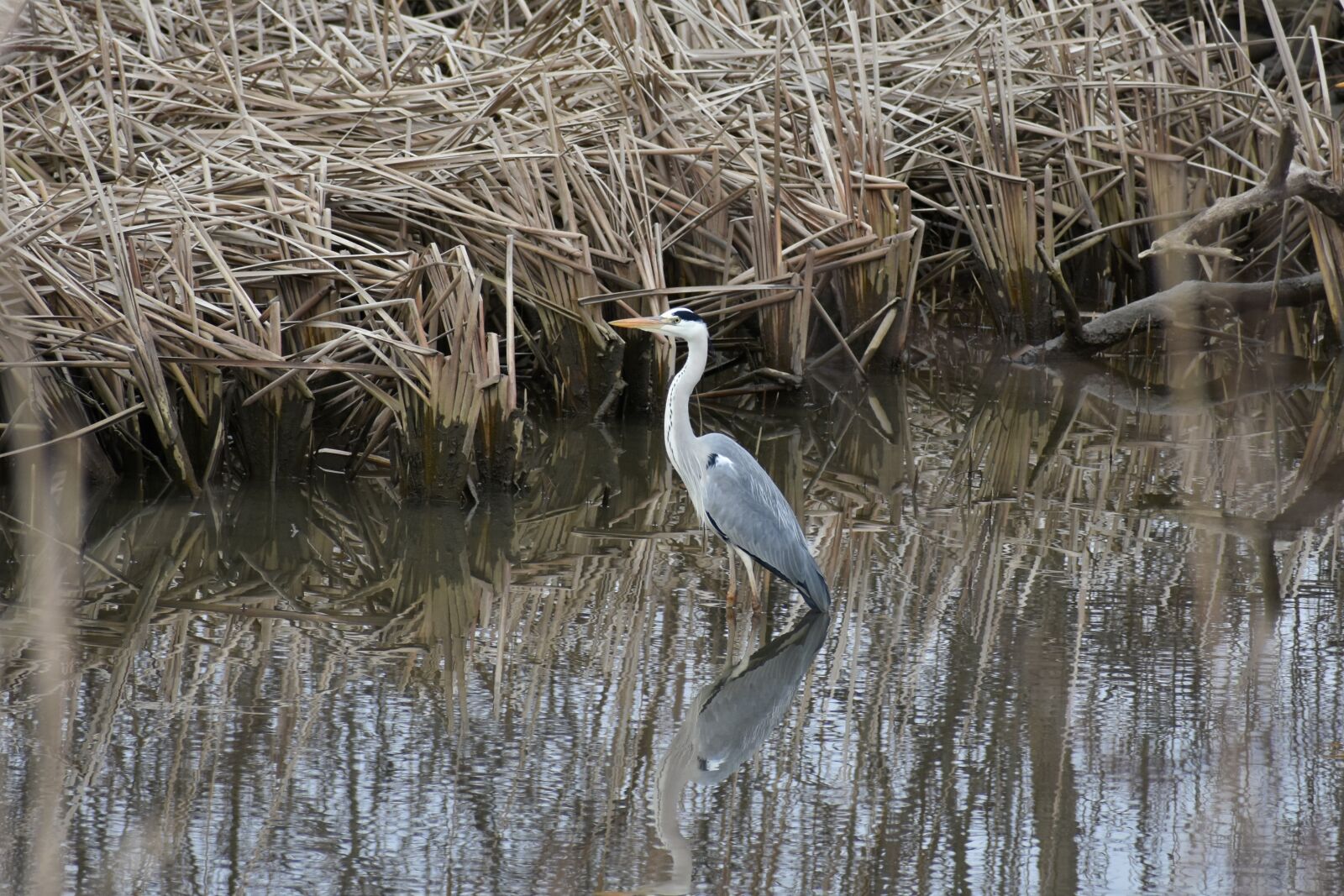 Nikon D7200 sample photo. Animal, river, waterside photography