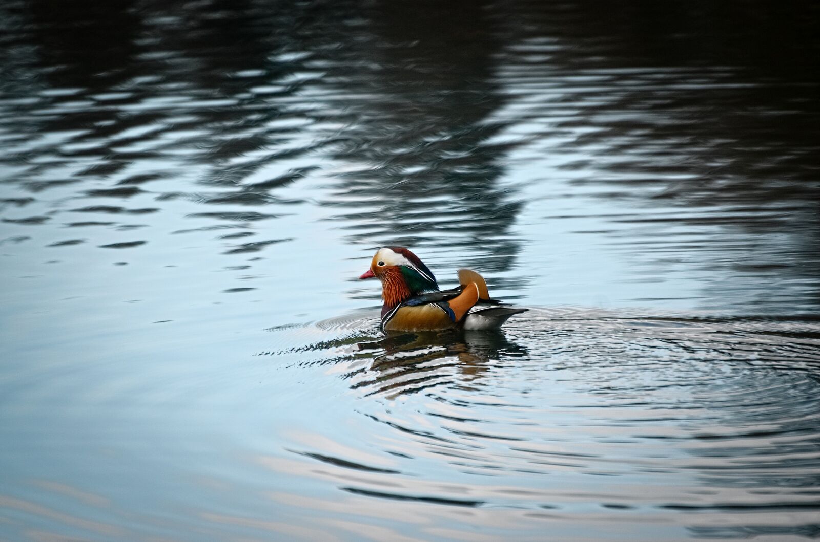 Nikon D70 sample photo. Mandarin ducks, duck, drake photography